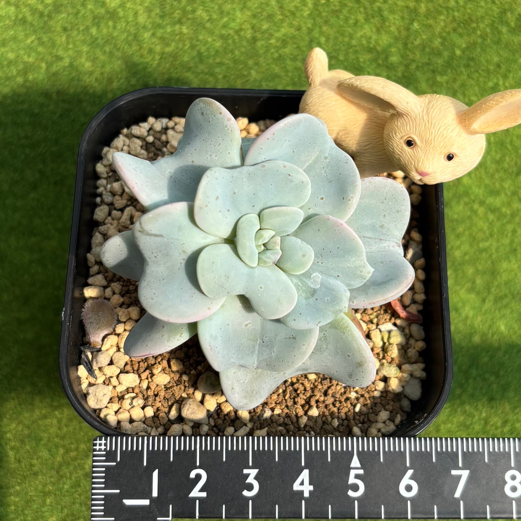 ハートソング | 多肉植物 豆彦商店