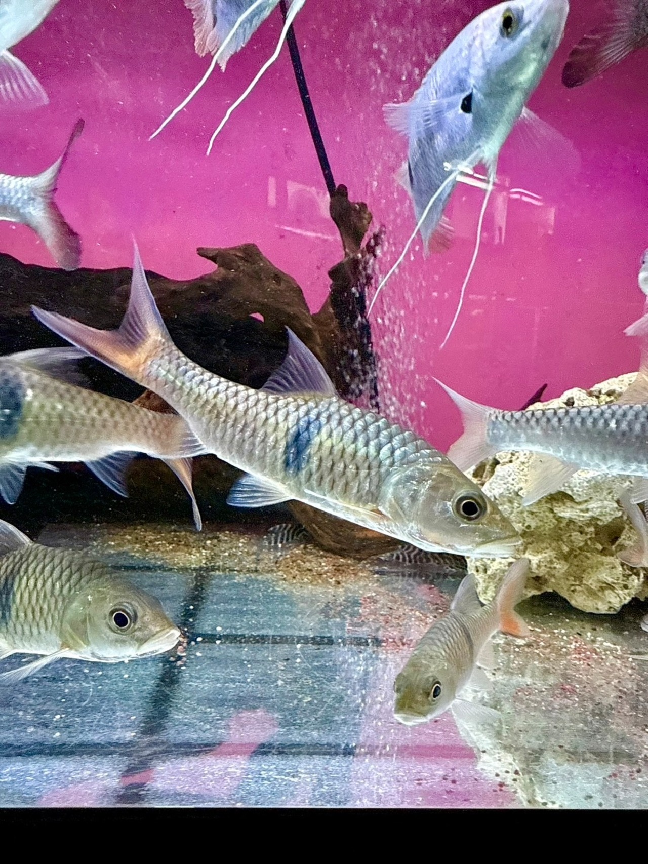 ハンパラバルブ - 1