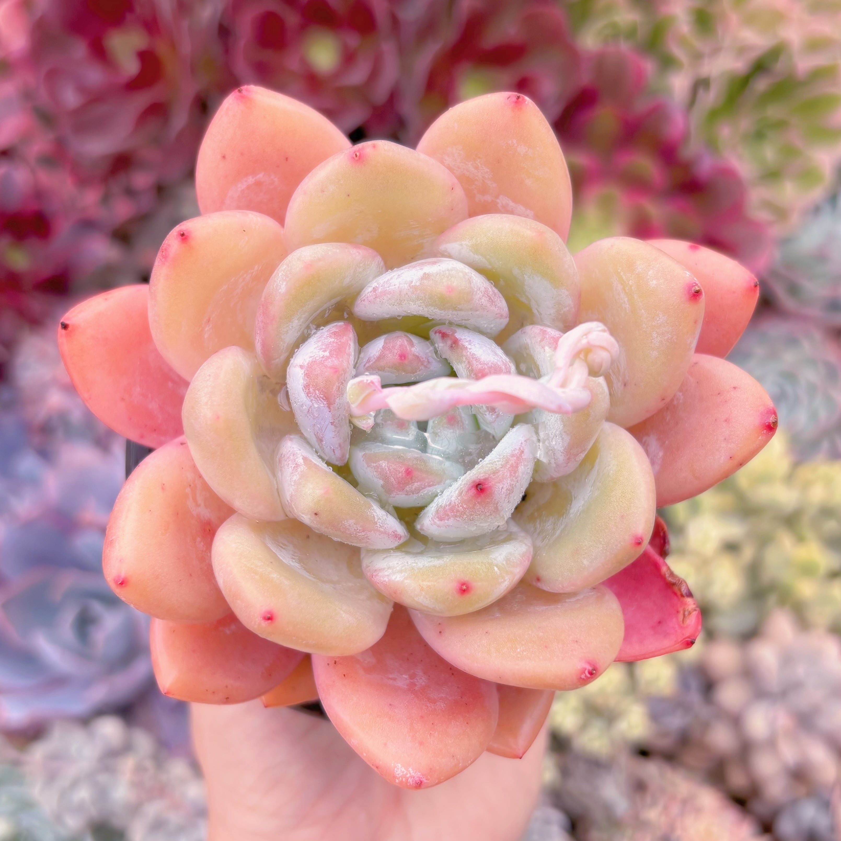 現品　夢雪#294    るる農園