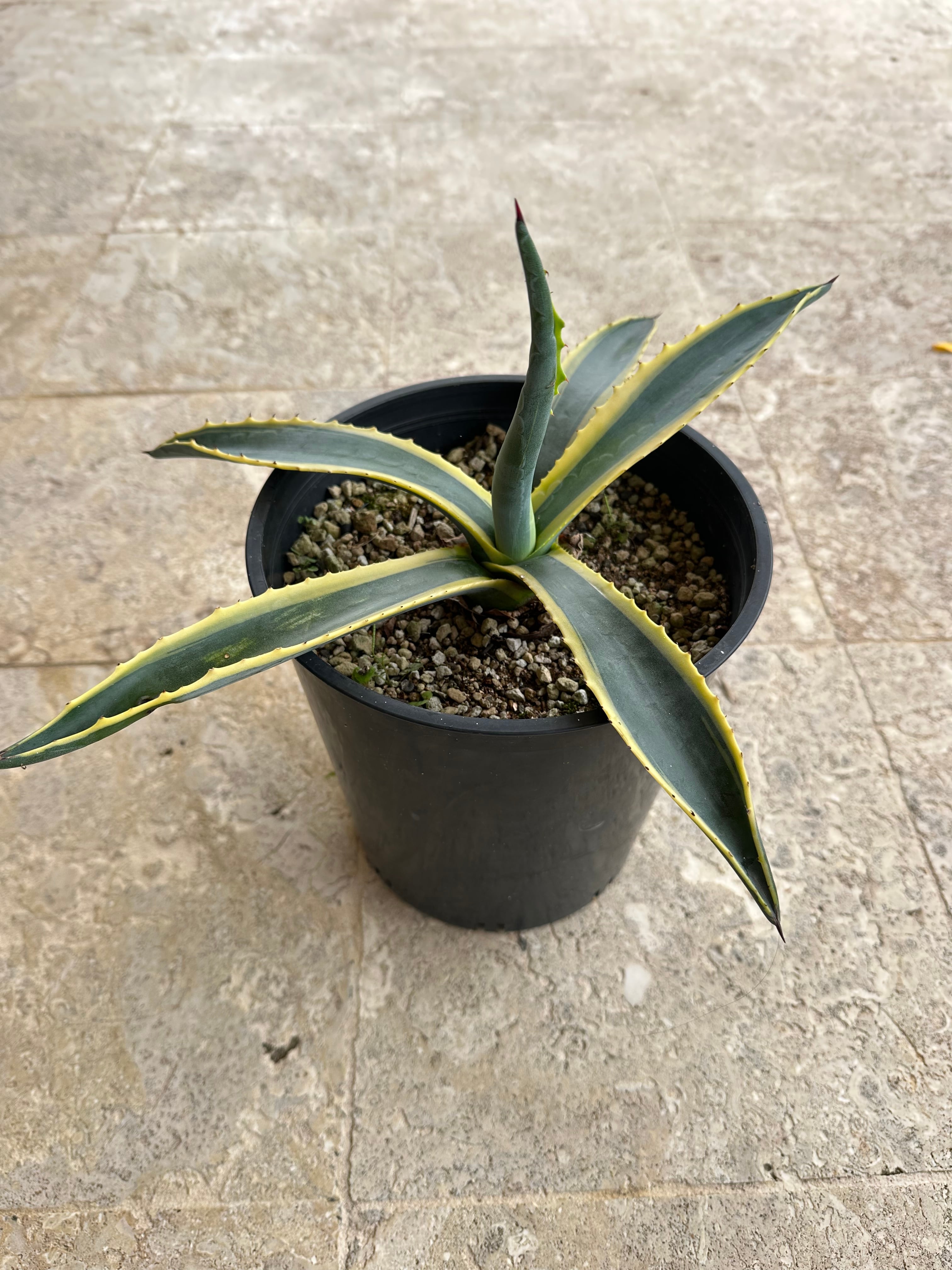 受注発注リスト】P.willinckii cv.sparrow X【artPLANTs/PLANTS GARAGE