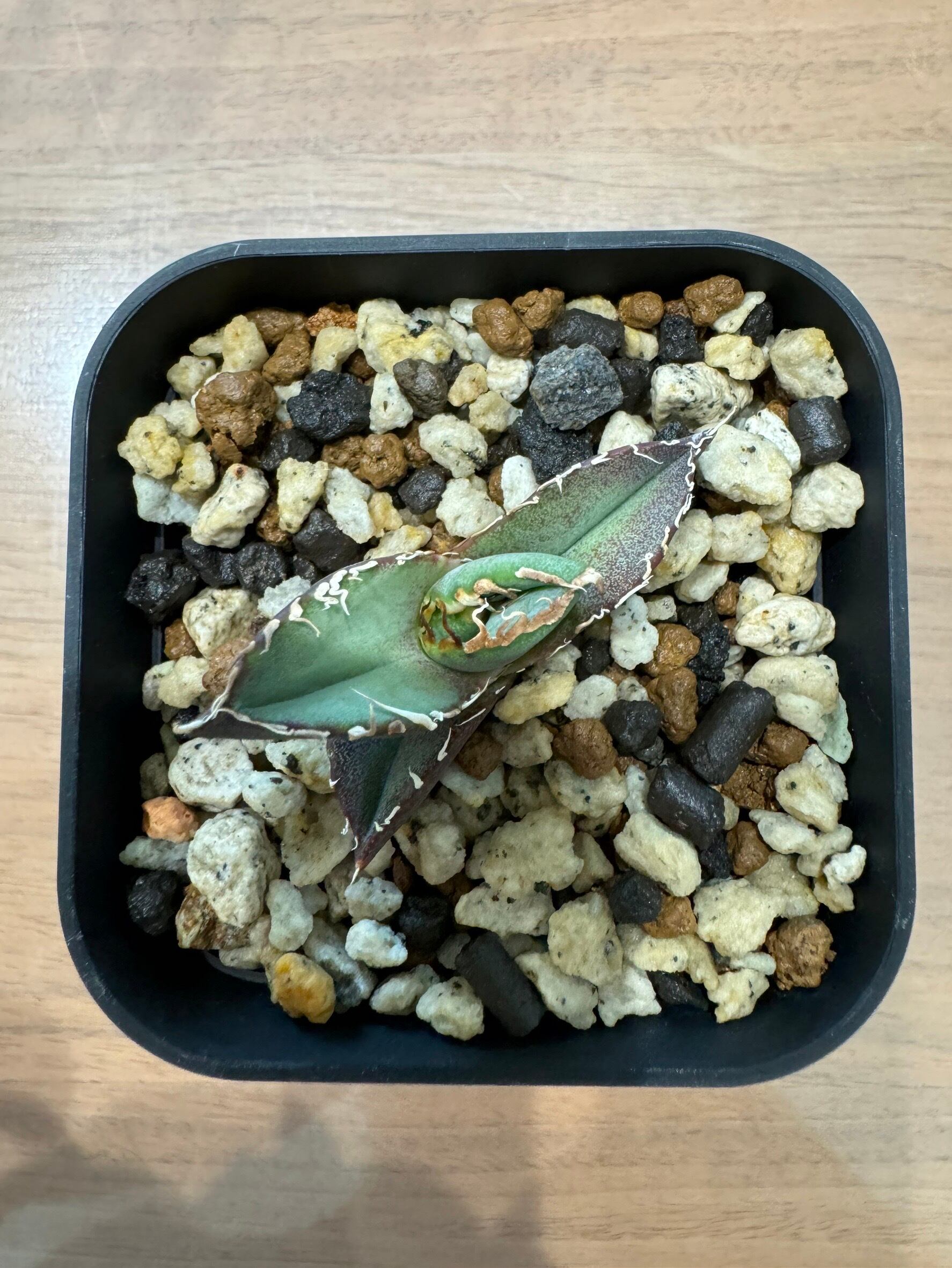 【 H-3 】oteroi seedling ①