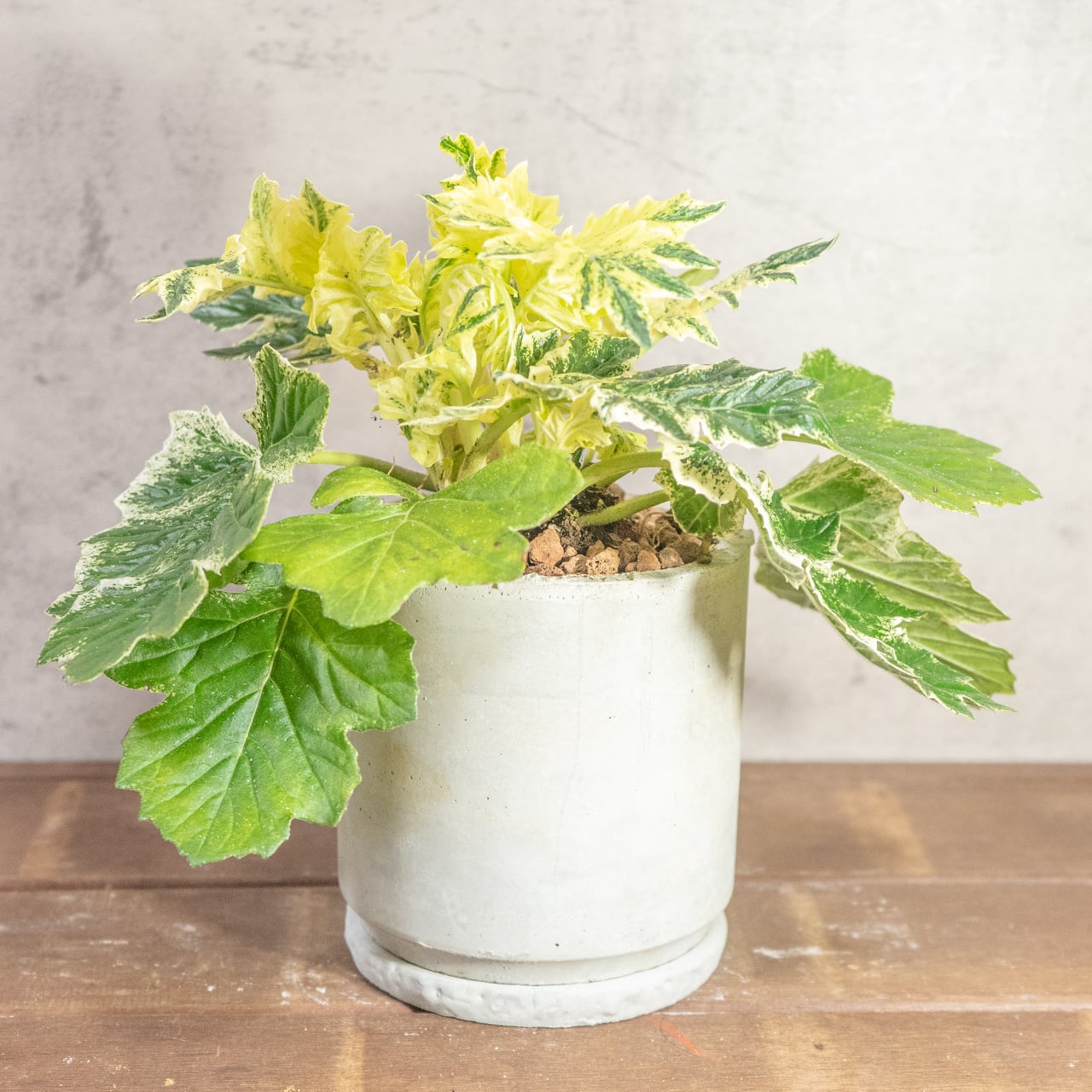 【ゴージャスな斑入り葉】アカンサスモリス・タスマニアエンジェル。無骨な手づくりモルタル鉢とセットで／虫発生抑制／全国一律送料850円
