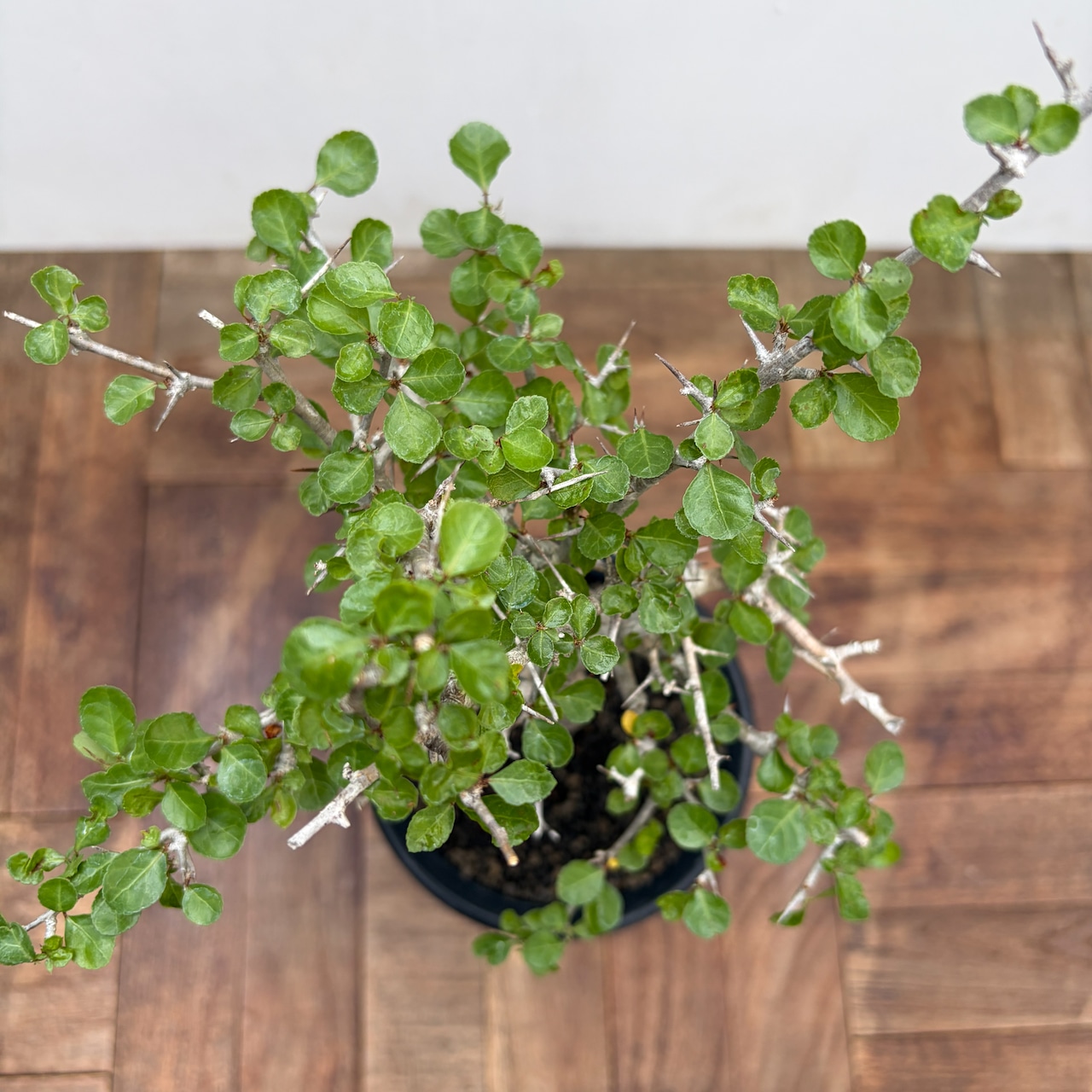 Commiphora orbicularis【コミフォラ・オルビクラリス】