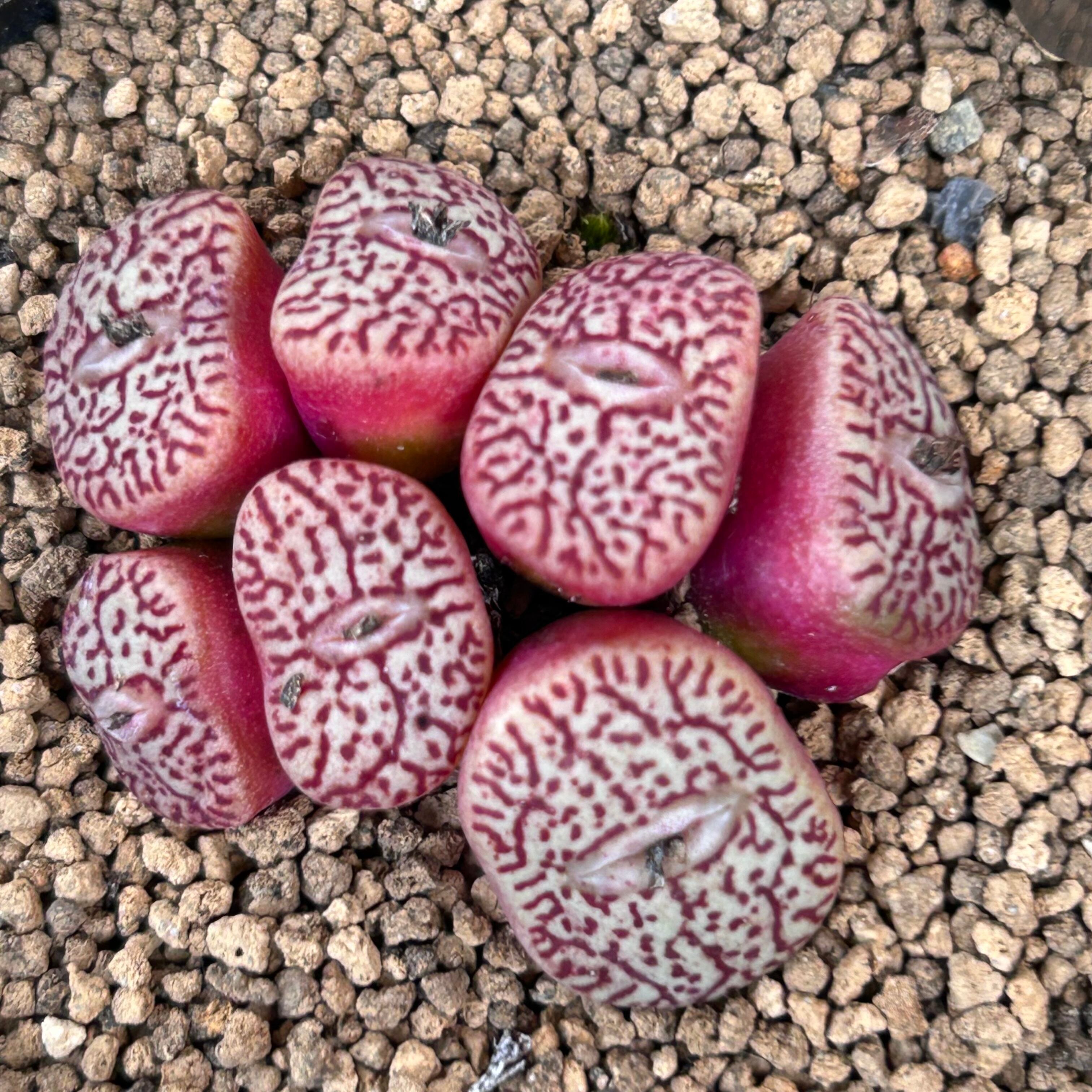 コノフィツム ミニマム ウィッテべルグンセ・実生 | RuPo 多肉植物専門店