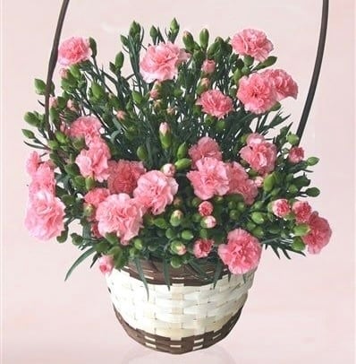 母の日カーネーション鉢 PINK | Lee.espoir リー・エスポワール