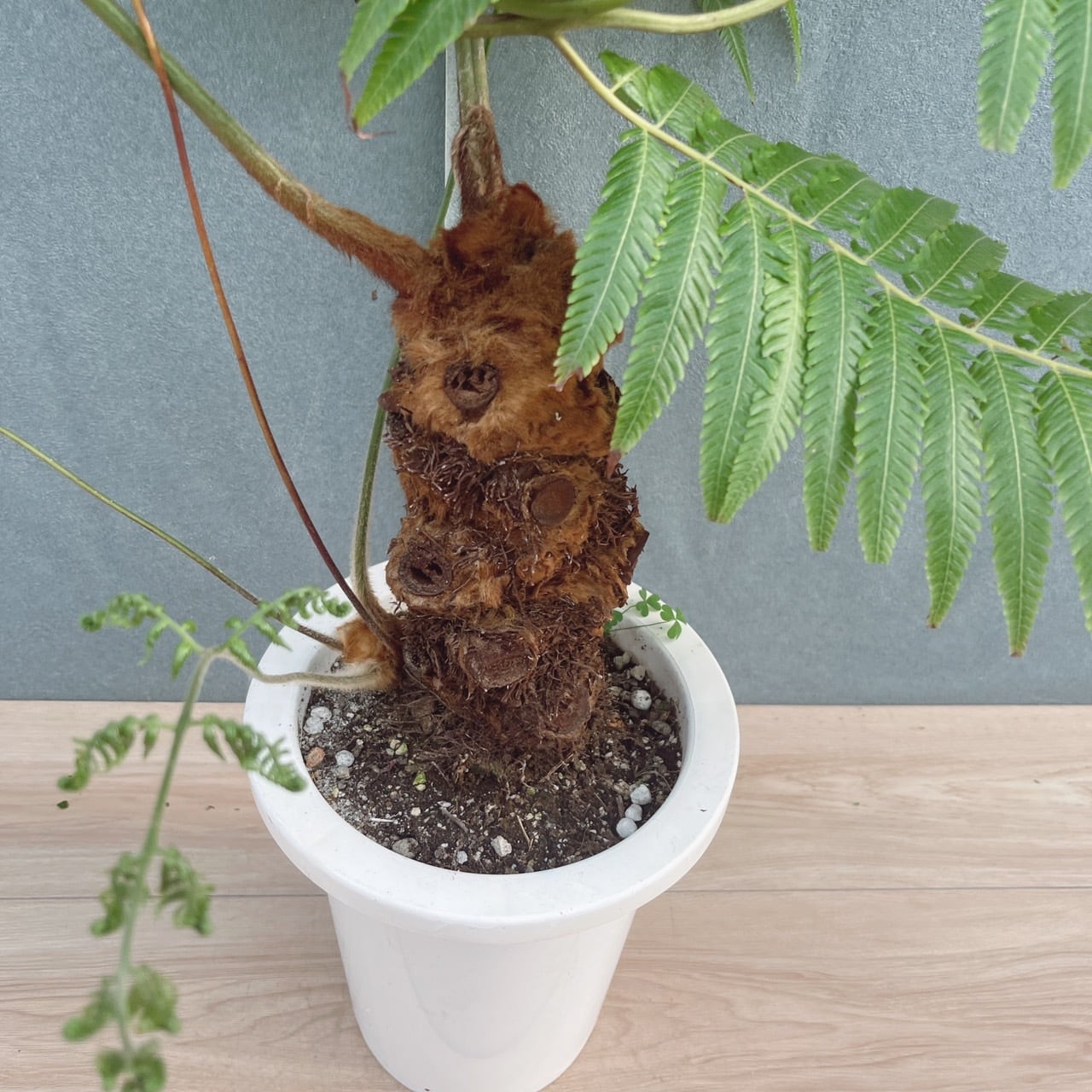 現品］【希少】37番 キンモウコウ 7号 観葉植物 レア 室内 希少