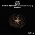 【送料無料】Dyckia marnier-lapostollei(連棘タイプ) × braunii〔ディッキア〕現品発送D563