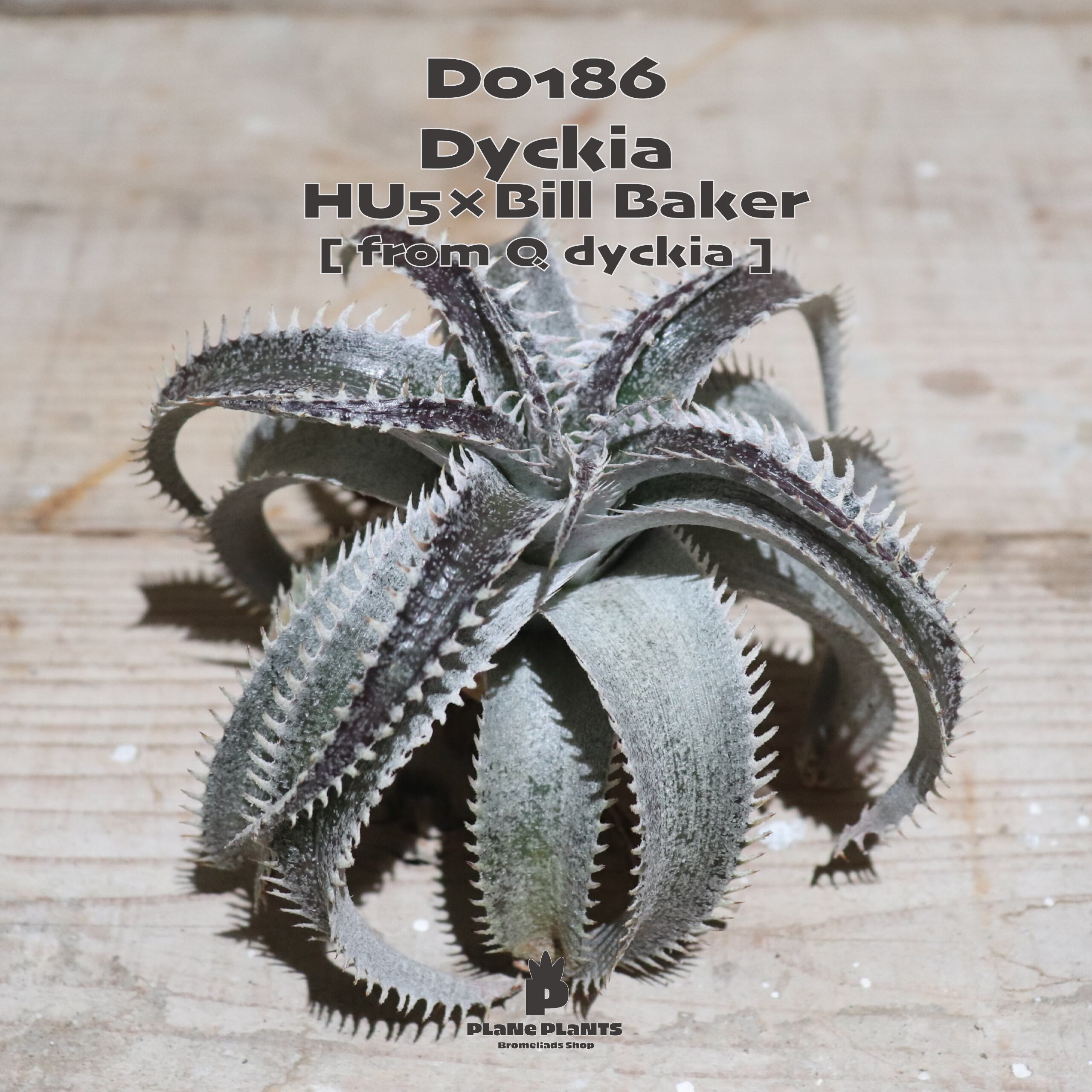 【送料無料】HU5×Bill Baker《ベアルート株》〔ディッキア〕現品発送D0186