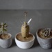 植物幽霊パキポディウス（オーカー)