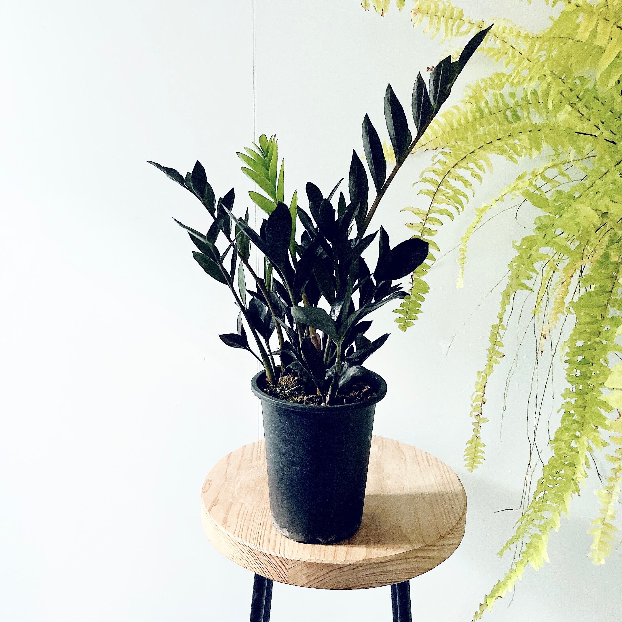 希少》フィカス リラータ イヴォンヌ 斑入り カシワバゴム 3.5号＊calm