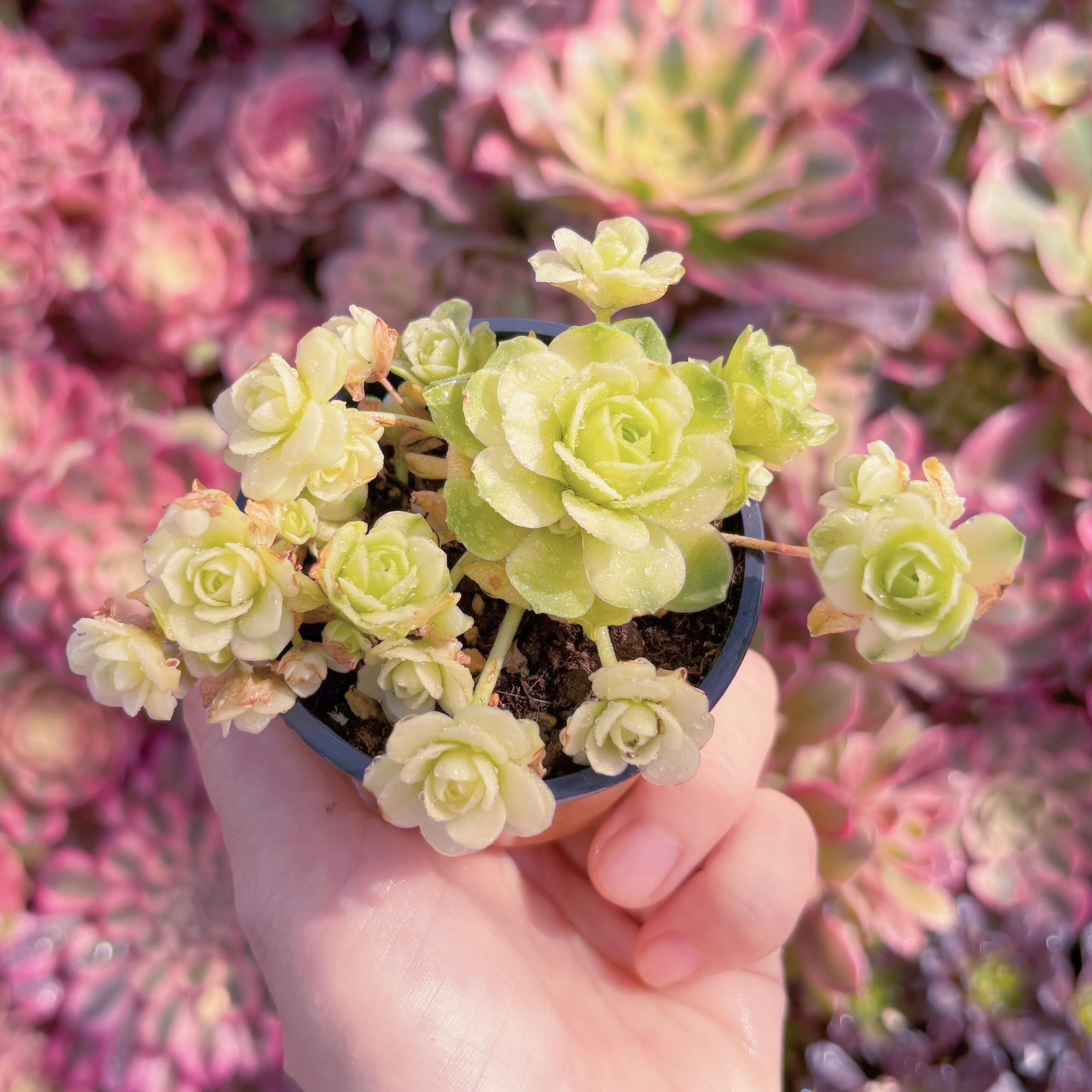 現品　キャッツアイ錦#546　群生　新入荷　るる農園