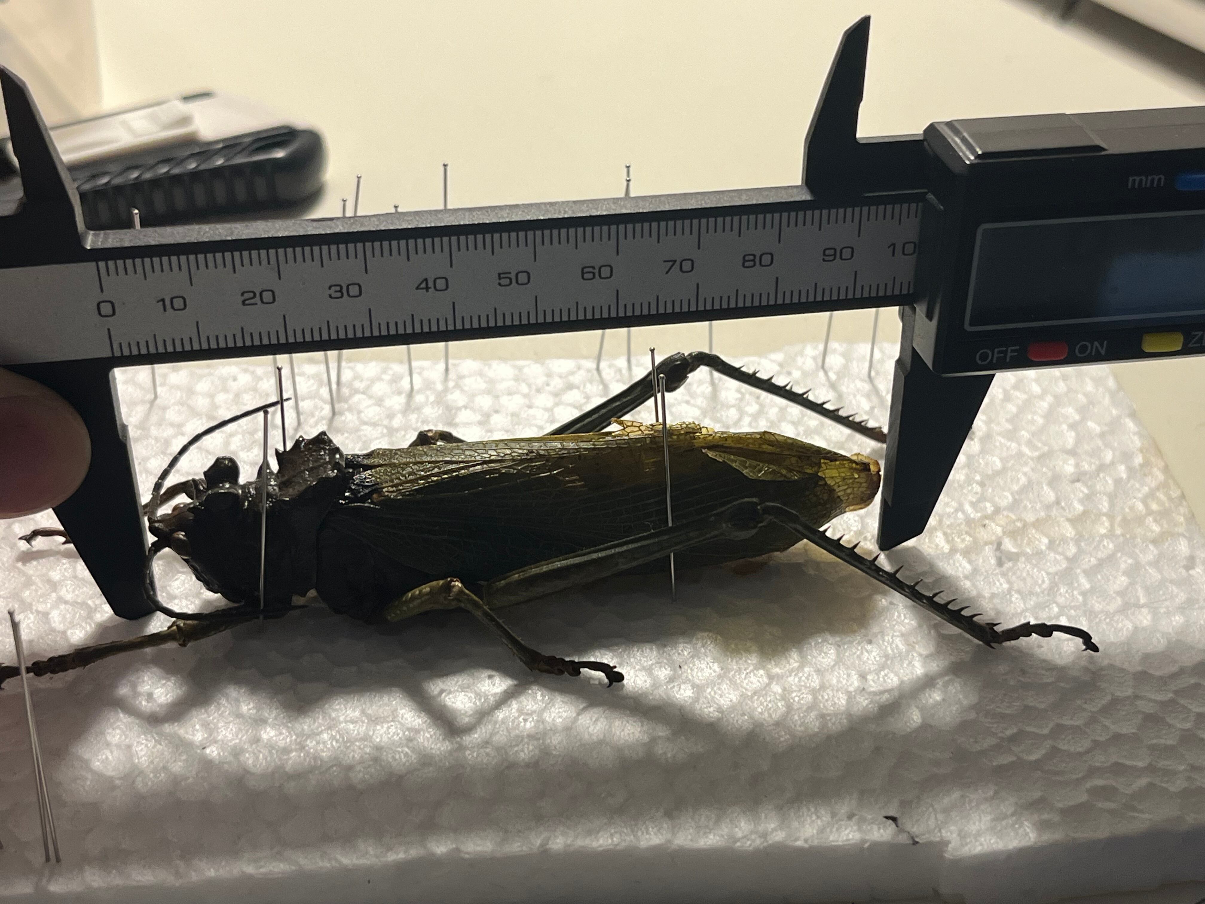イビルジョーのようなバッタ 標本直翅類 カマキリ マンティス ナナフシ