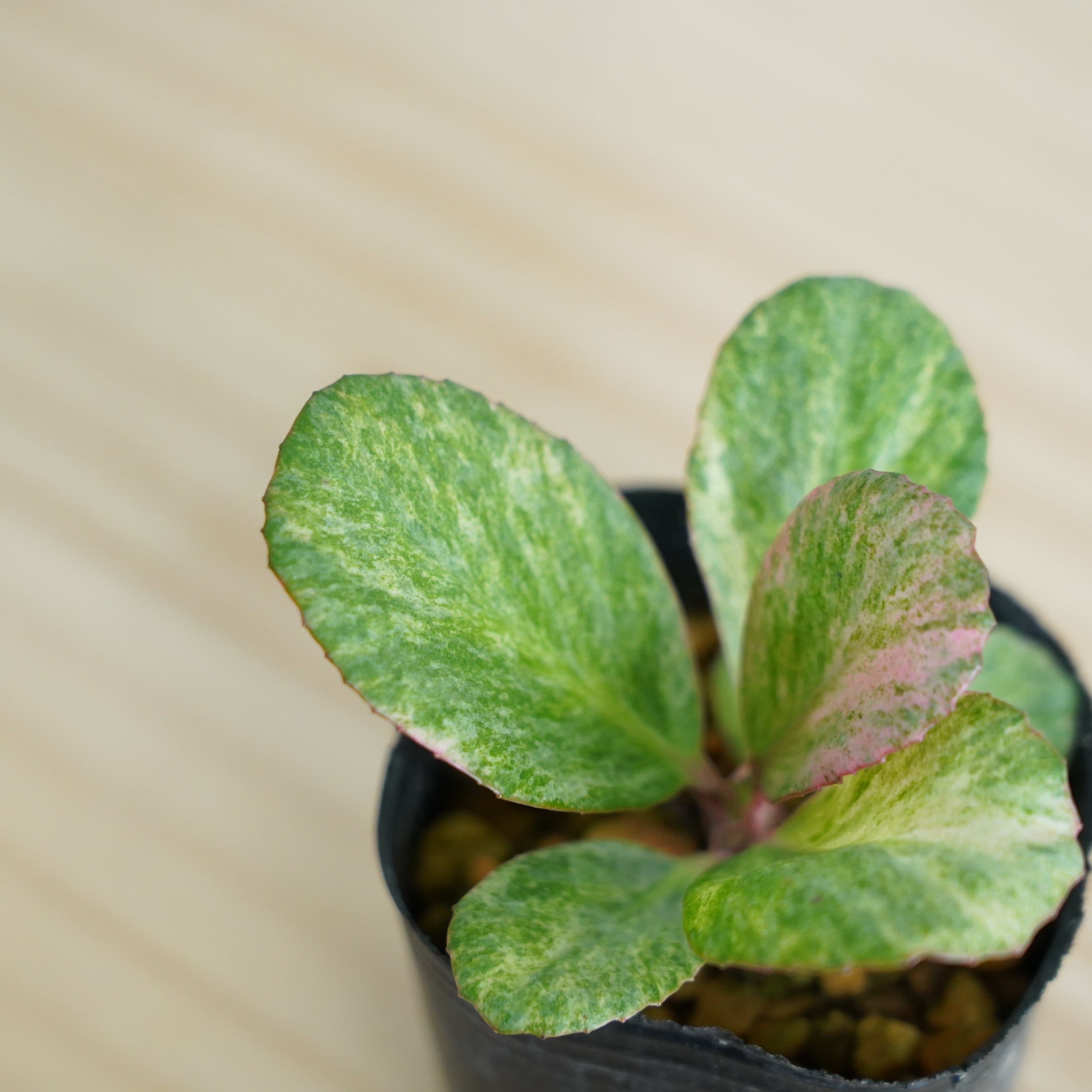 ☆☆コレクタ錦＊糊斑＊実生＊古株☆ 斑入りヒマラヤユキノシタ Bergenia stracheyi｜苔テラリウム作製用