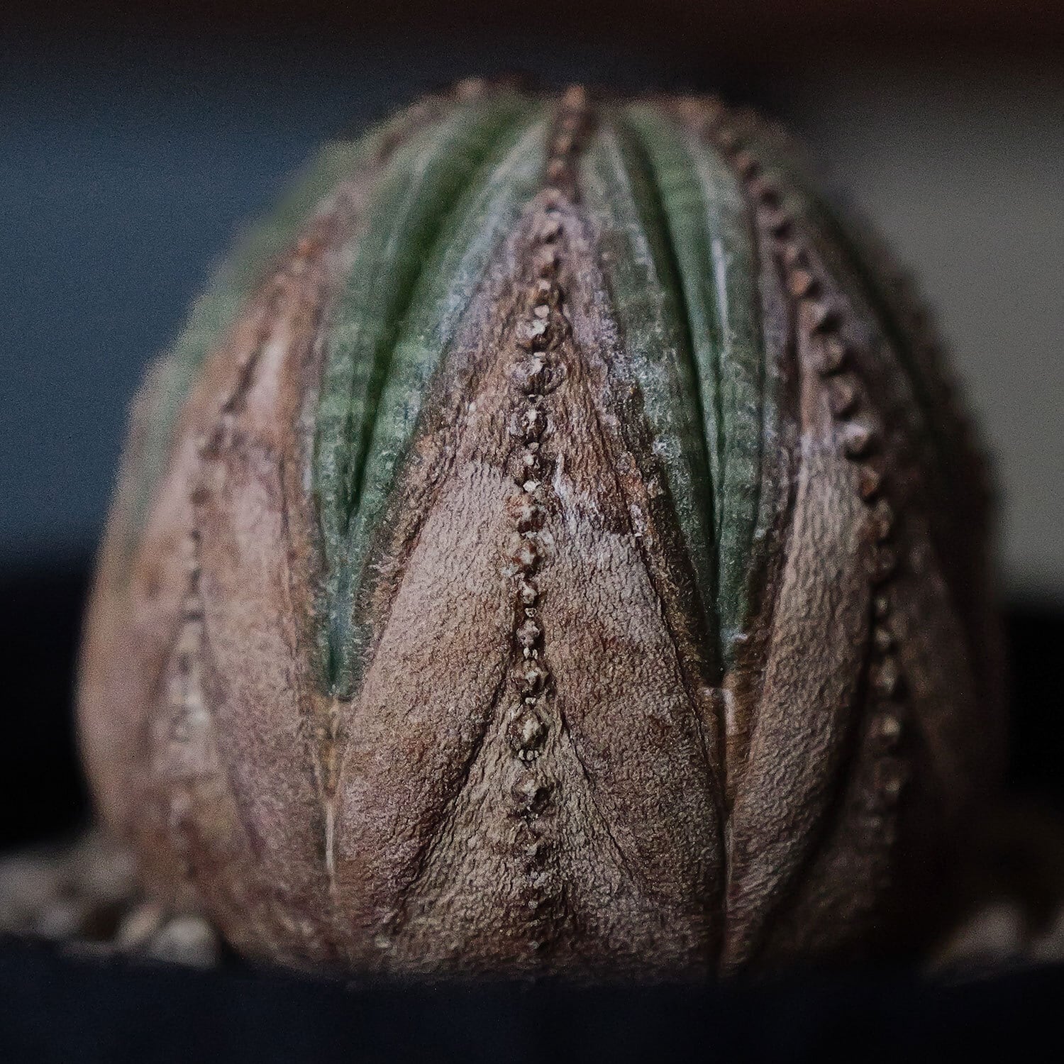 美模様 オベサ | LIGHTHOUSE.PLANTS - 海外実生株のオベサなど輸入植物