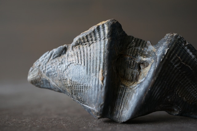 ベルギー産腕足類化石 Cyrtospirifer verneuili 1956