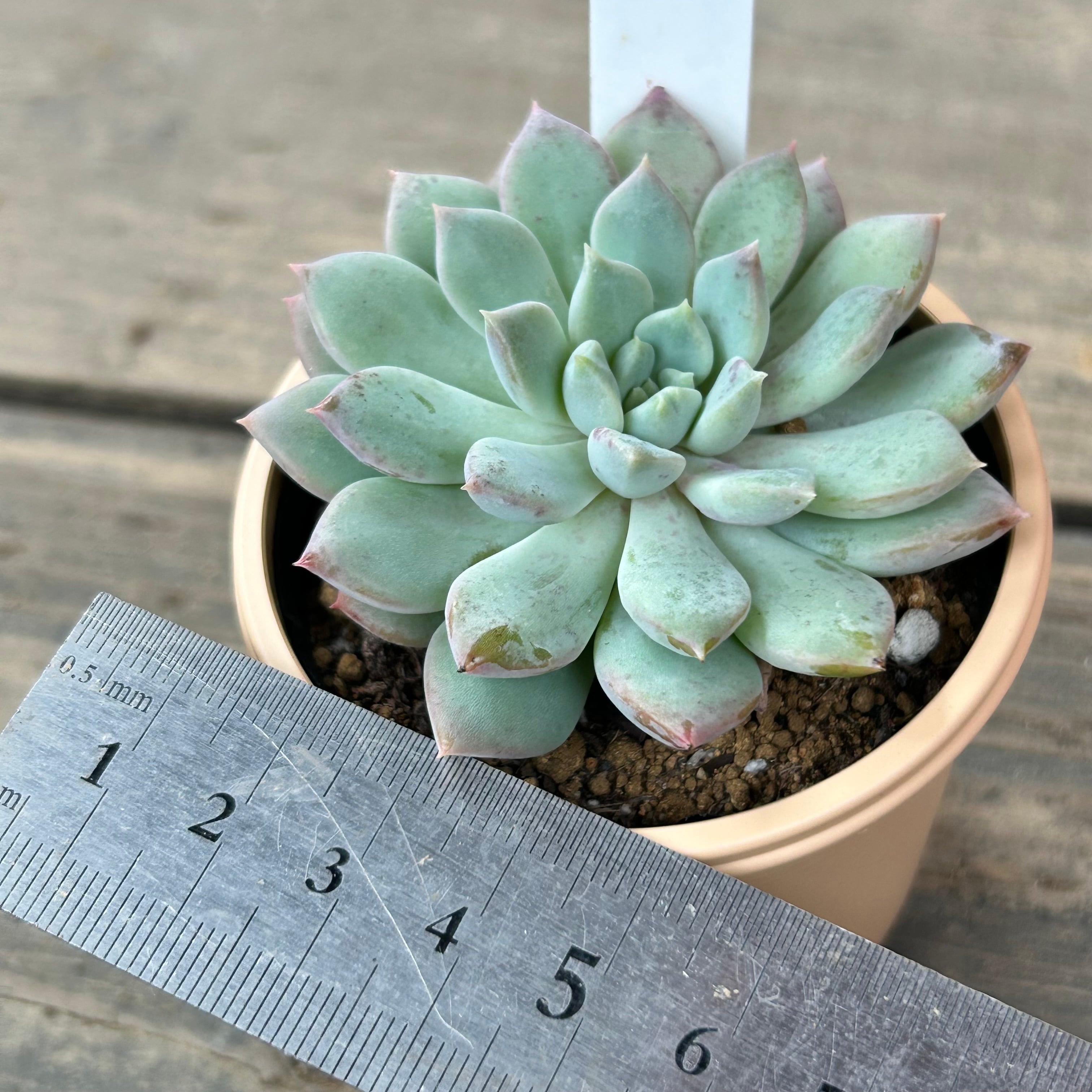 ベビーフィンガー×クリッシーNライアン | RuPo 多肉植物専門店