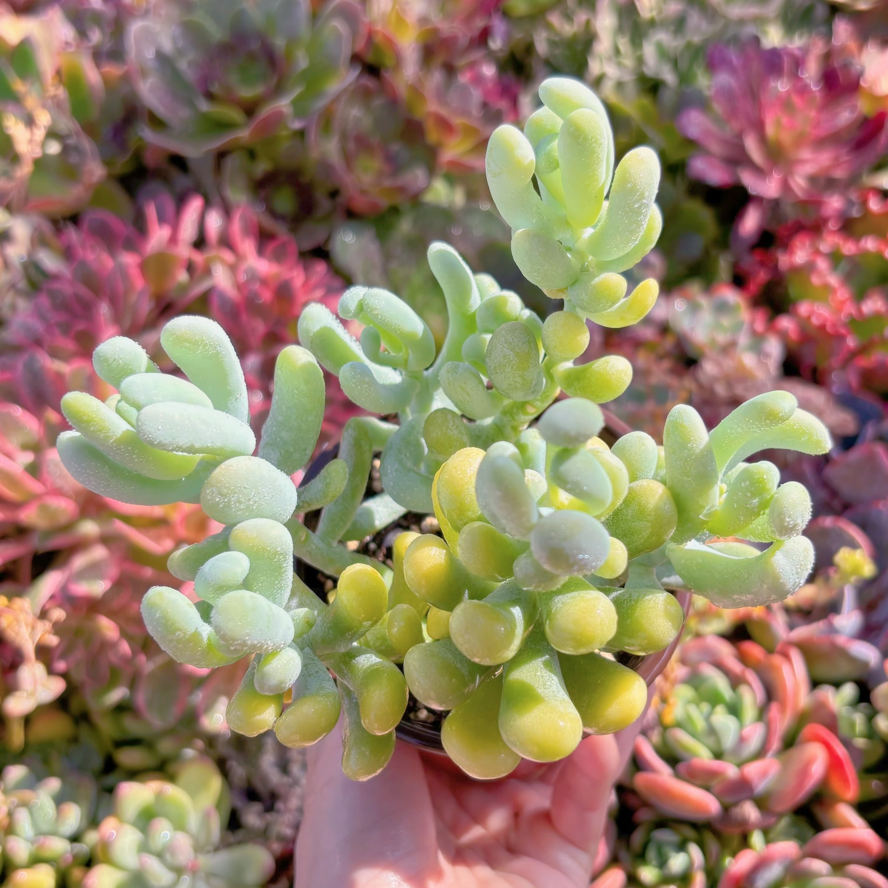 現品　バナナ美人#915　大群生　るる農園