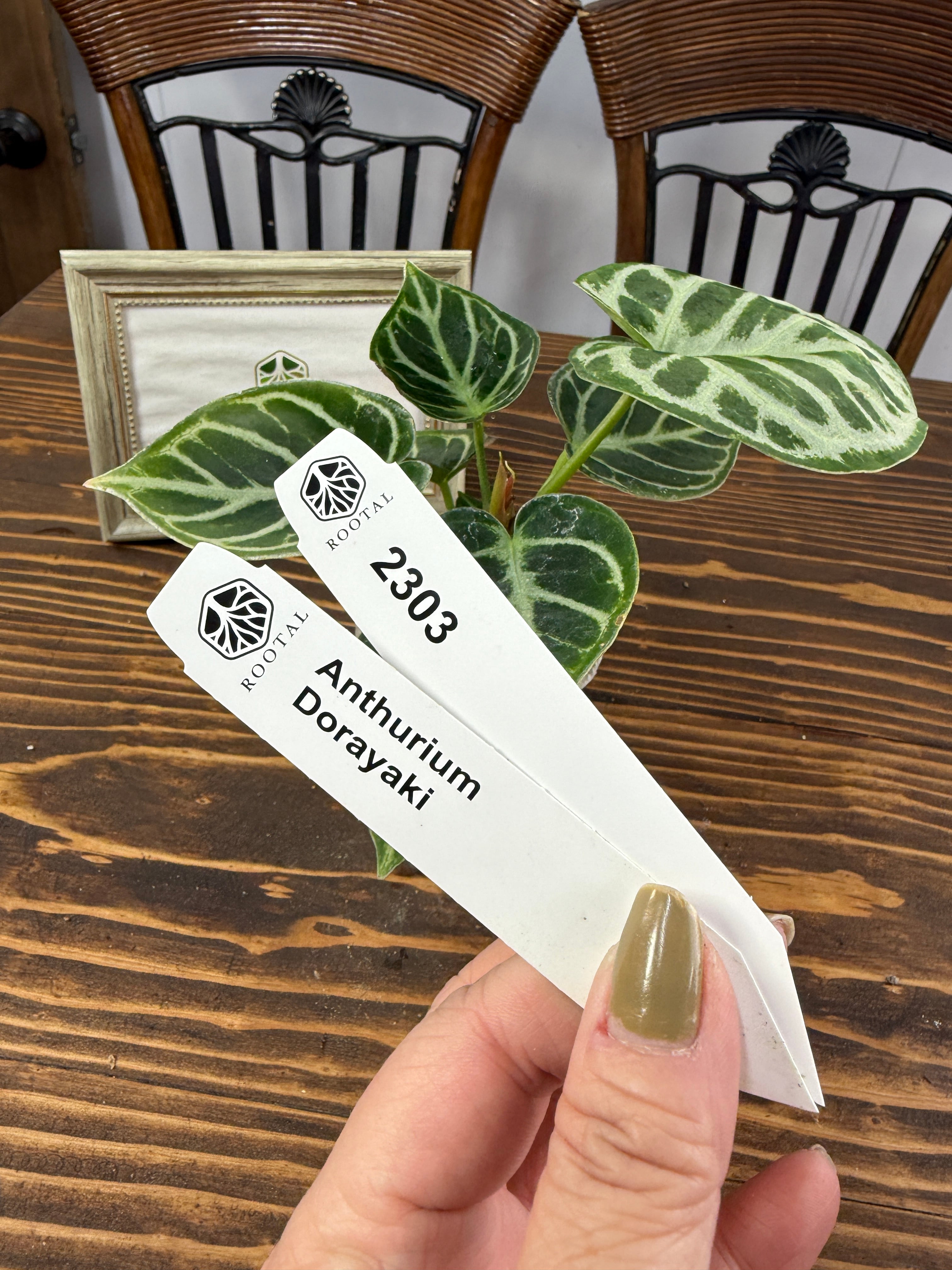 ★2303【みんな大好き】アンスリウム ドラヤキ(75㎜ポット)