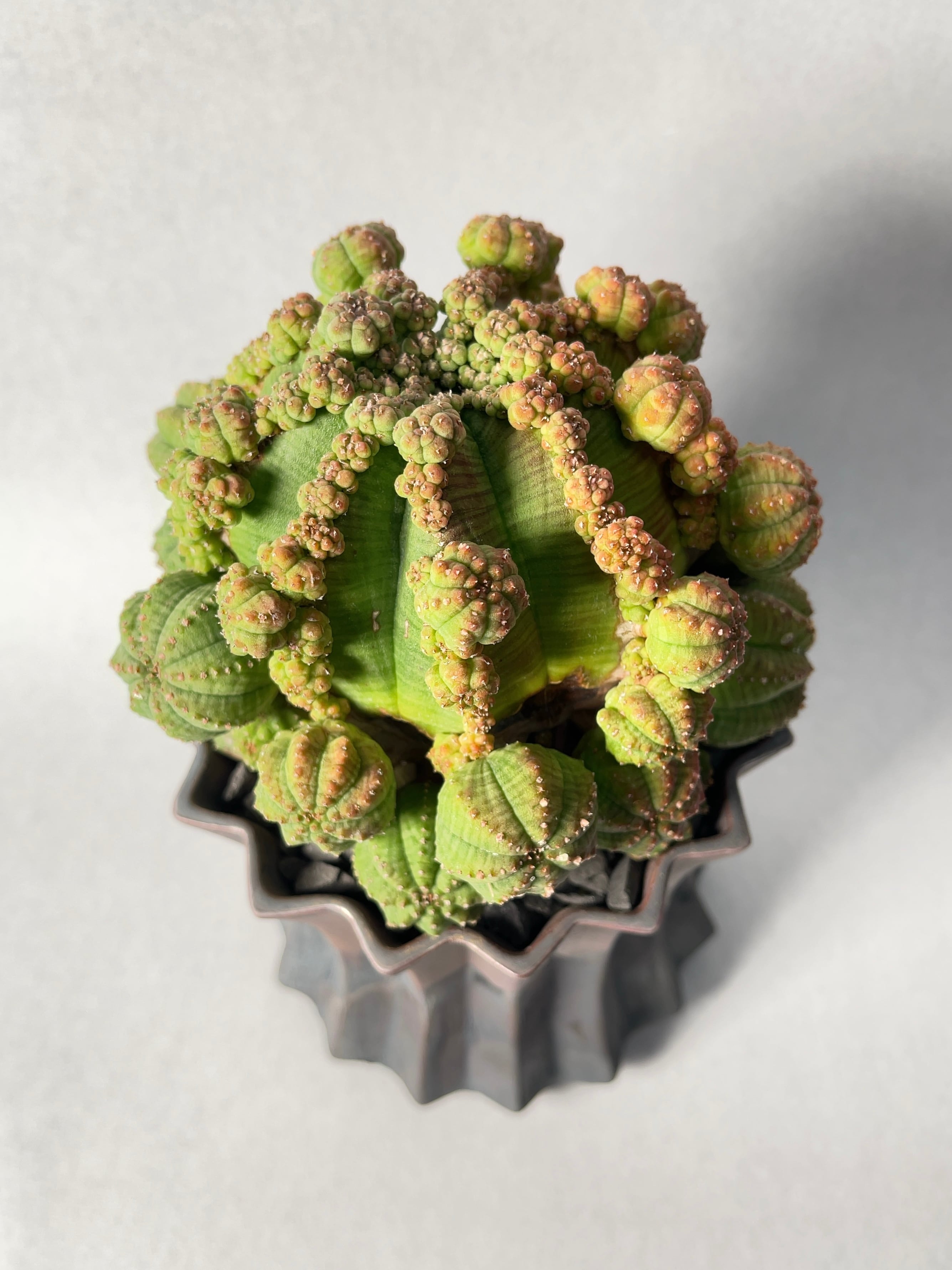 ユーフォルビア・仔吹きシンメトリカ | trigger