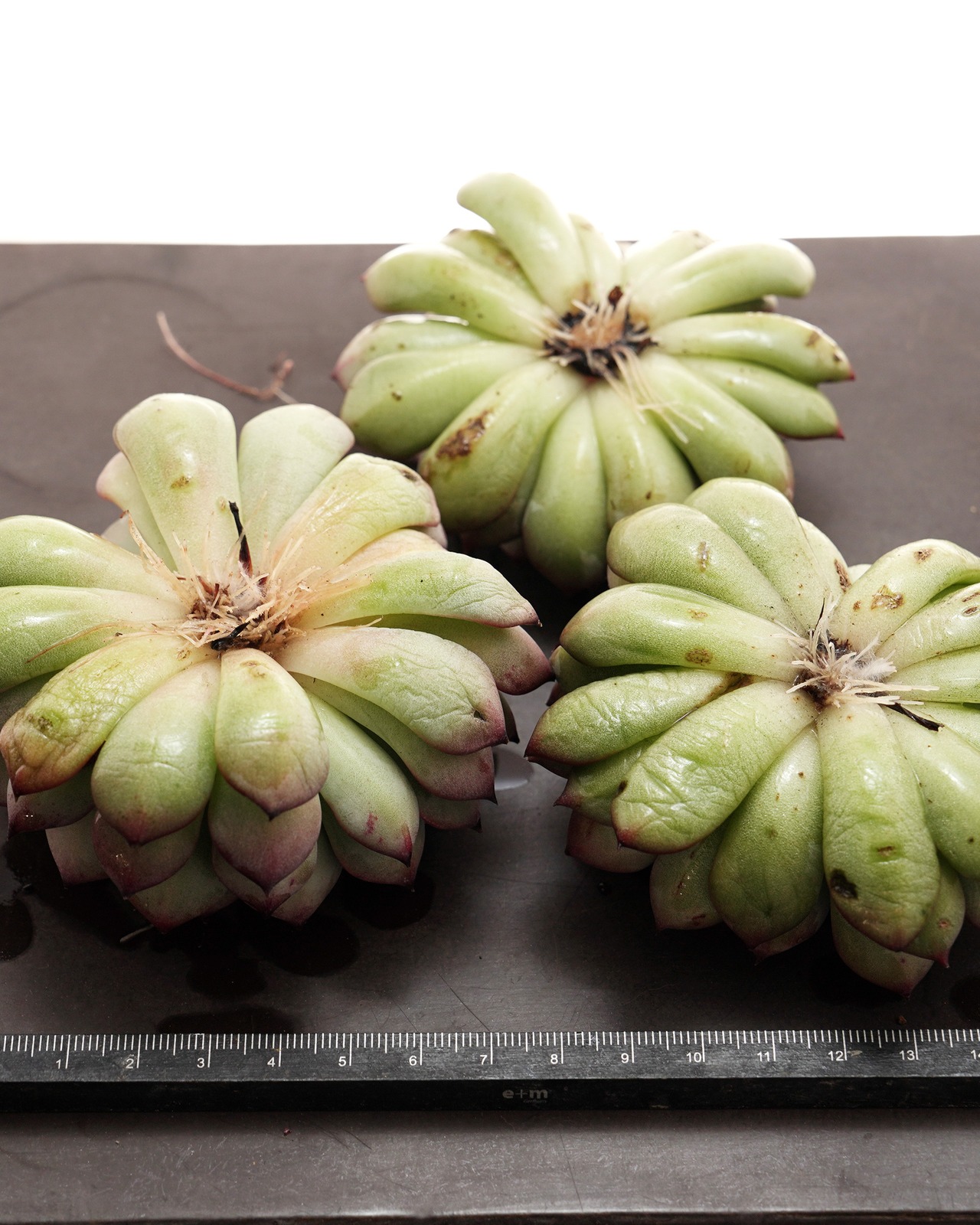 微発根カット苗 スプリング 大株 Echeveria 'Spring'