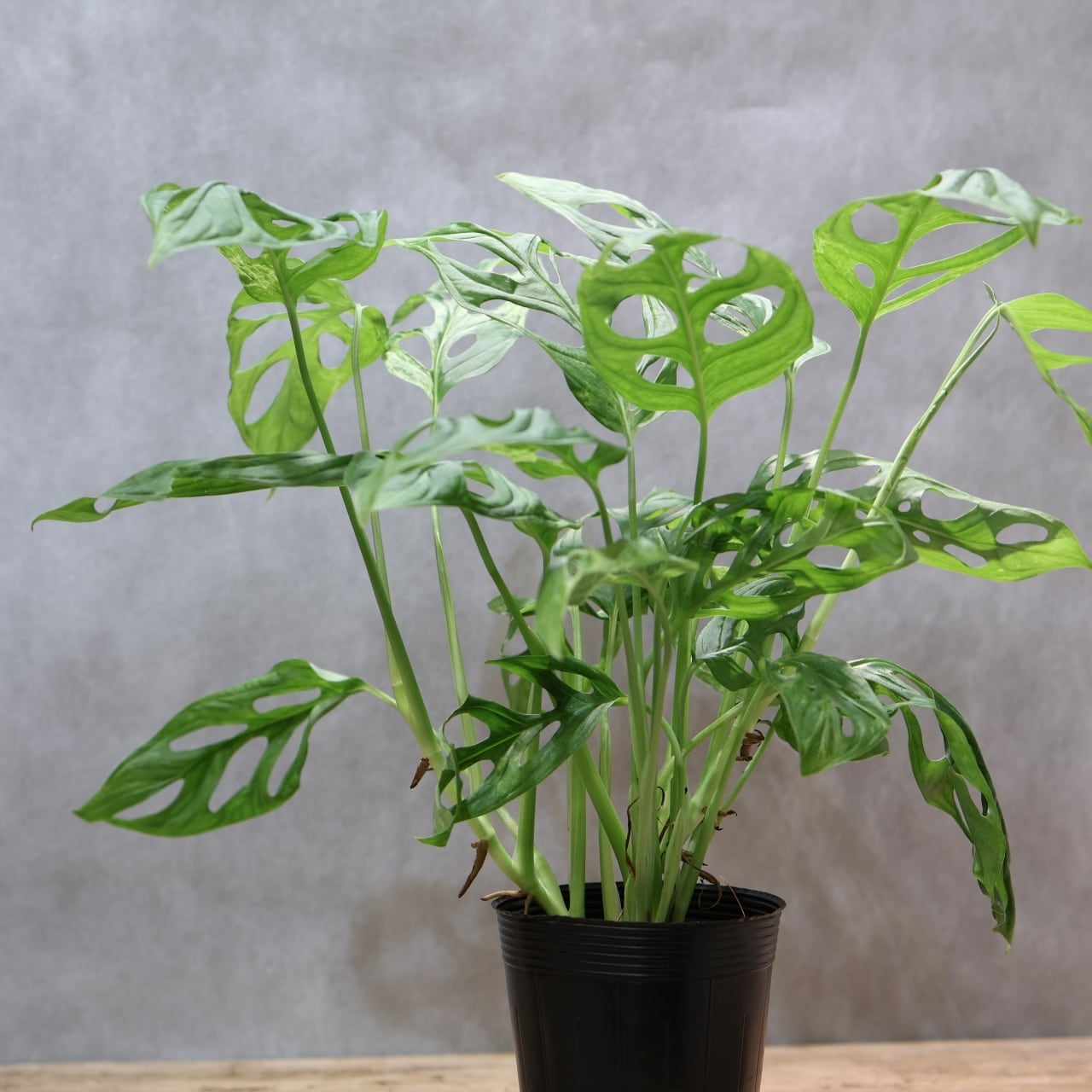 希少 モンステラ アンダーソニー マダラ 4.5号 斑入り 園芸ネット本店