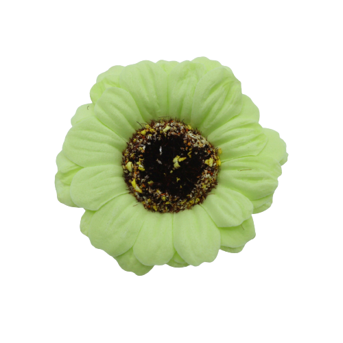 ミニガーベラMG-G1薄グリーン (15輪入りor25輪入り)