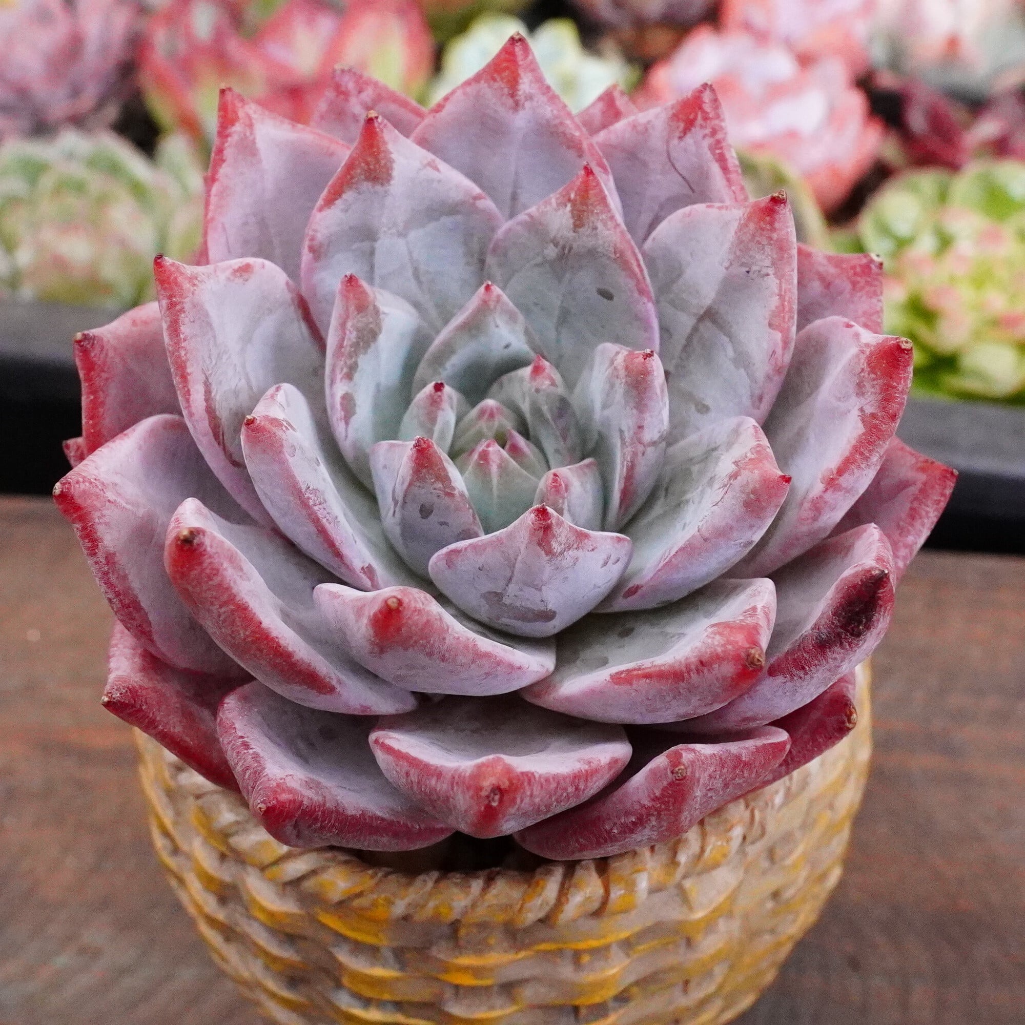 多肉・コスモス錦・新品種・希少・レア・抜き苗 多肉・コスモス錦・新品種・希少・レア・抜き苗