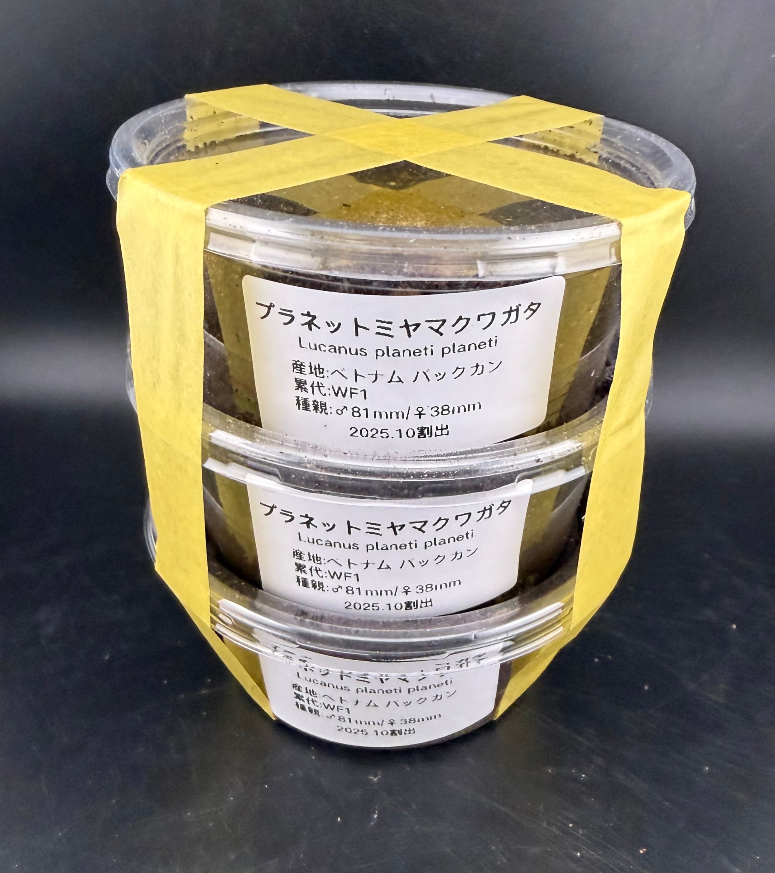 プラネットミヤマクワガタ原名亜種 幼虫3頭セット》ひろぴー氏委託個体