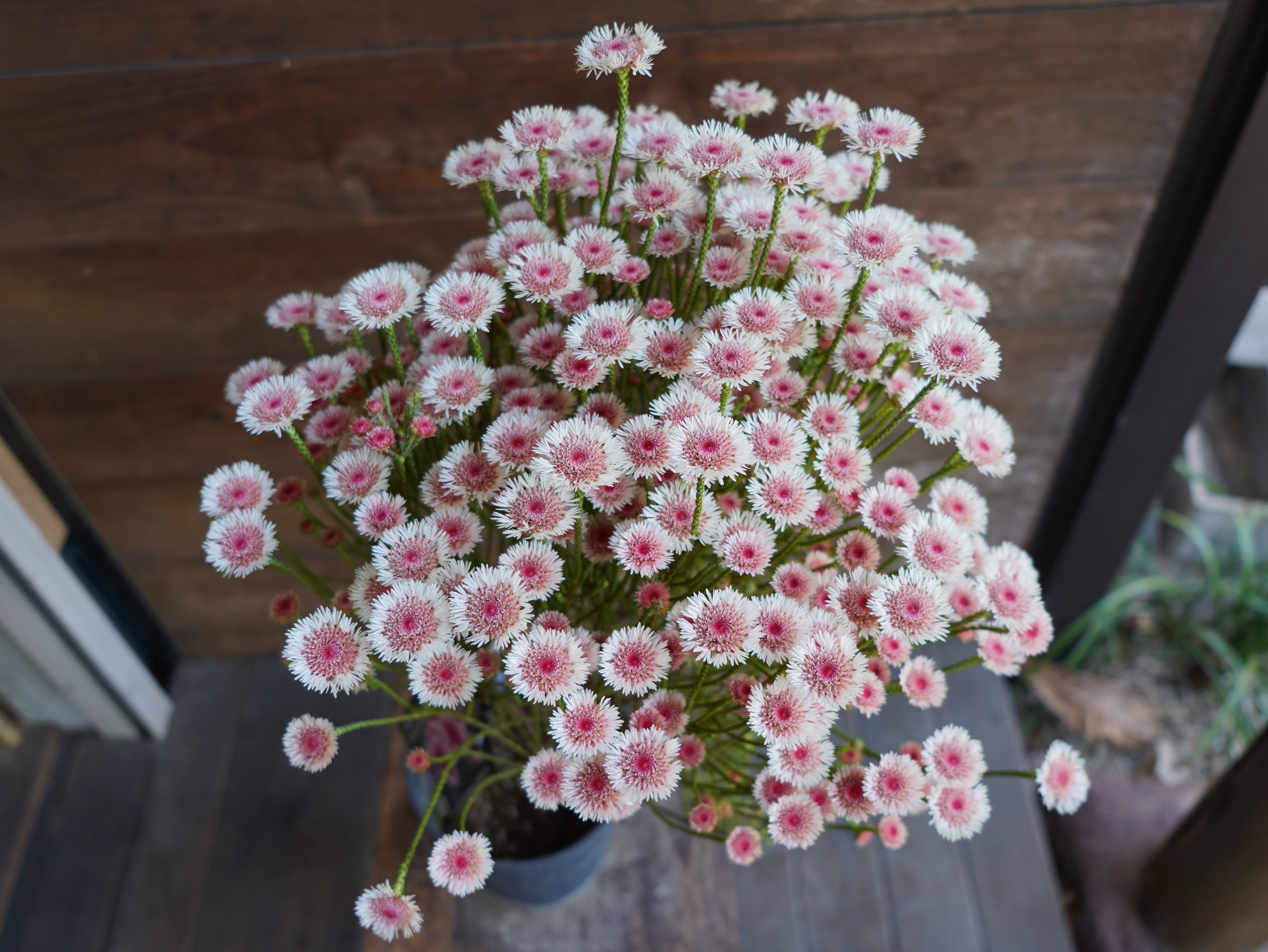 【現物】アクチノジウム ”シャトルデイジー” A