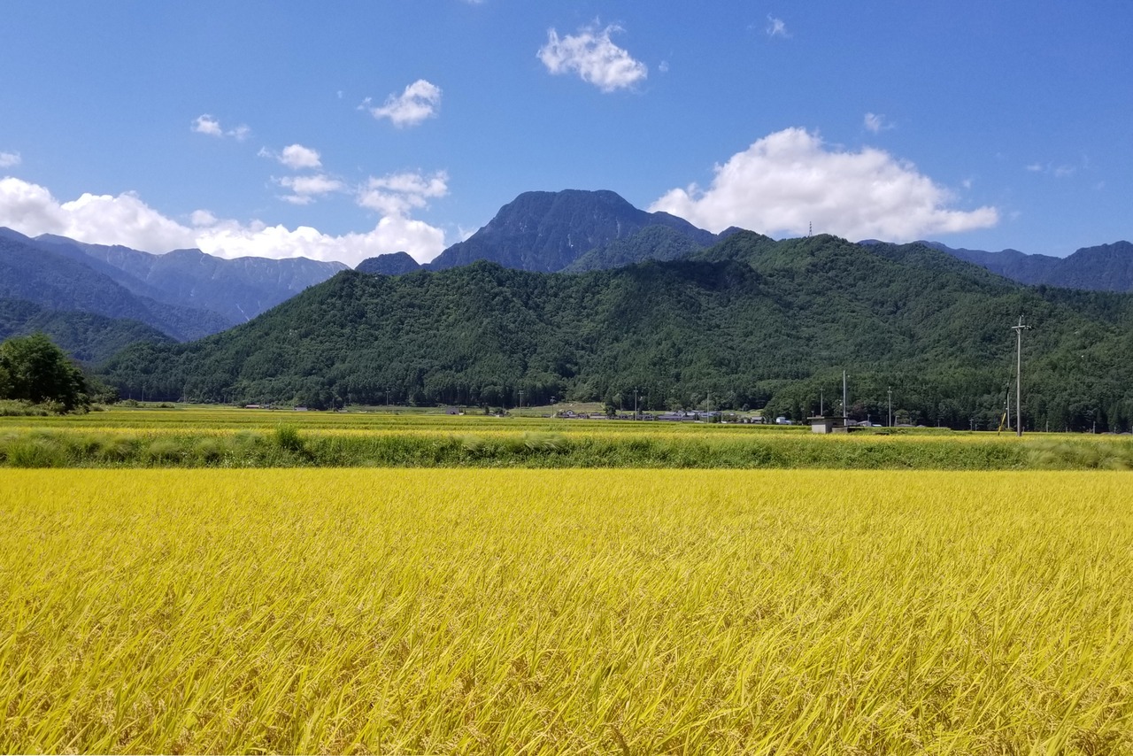茅野農園 松川村産コシヒカリ 5kg