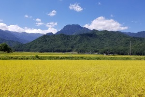 茅野農園 松川村産コシヒカリ 5kg