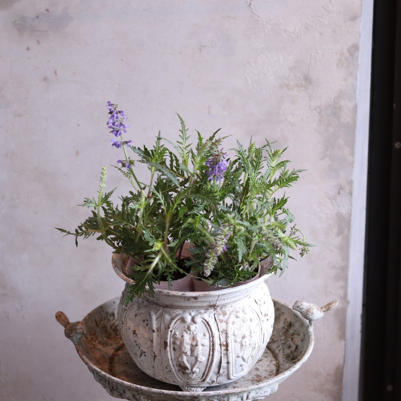 mondimanche サルビア　フェザーズ　ピーコック｜ブルーのお花　栄養系　宿根草　新種で寄せ植えや花壇にオススメ　