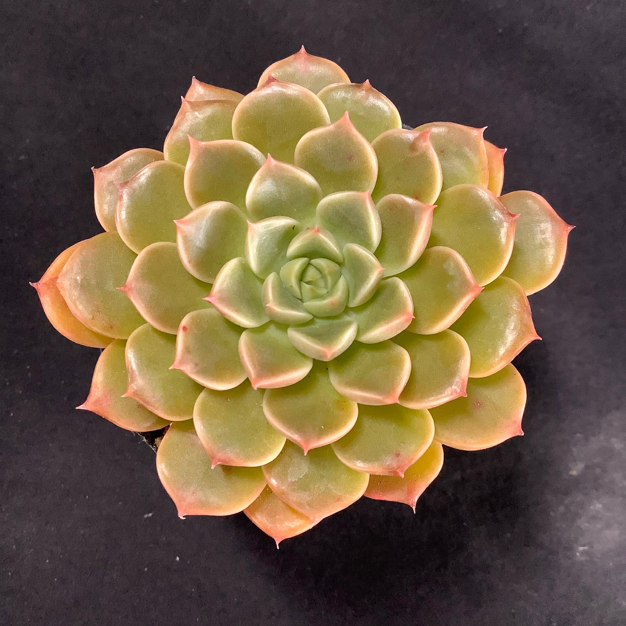 多肉アンさん苗✨リリス✕ラウイ❤️ 多肉アンさん苗✨リリス✕ラウイ❤️