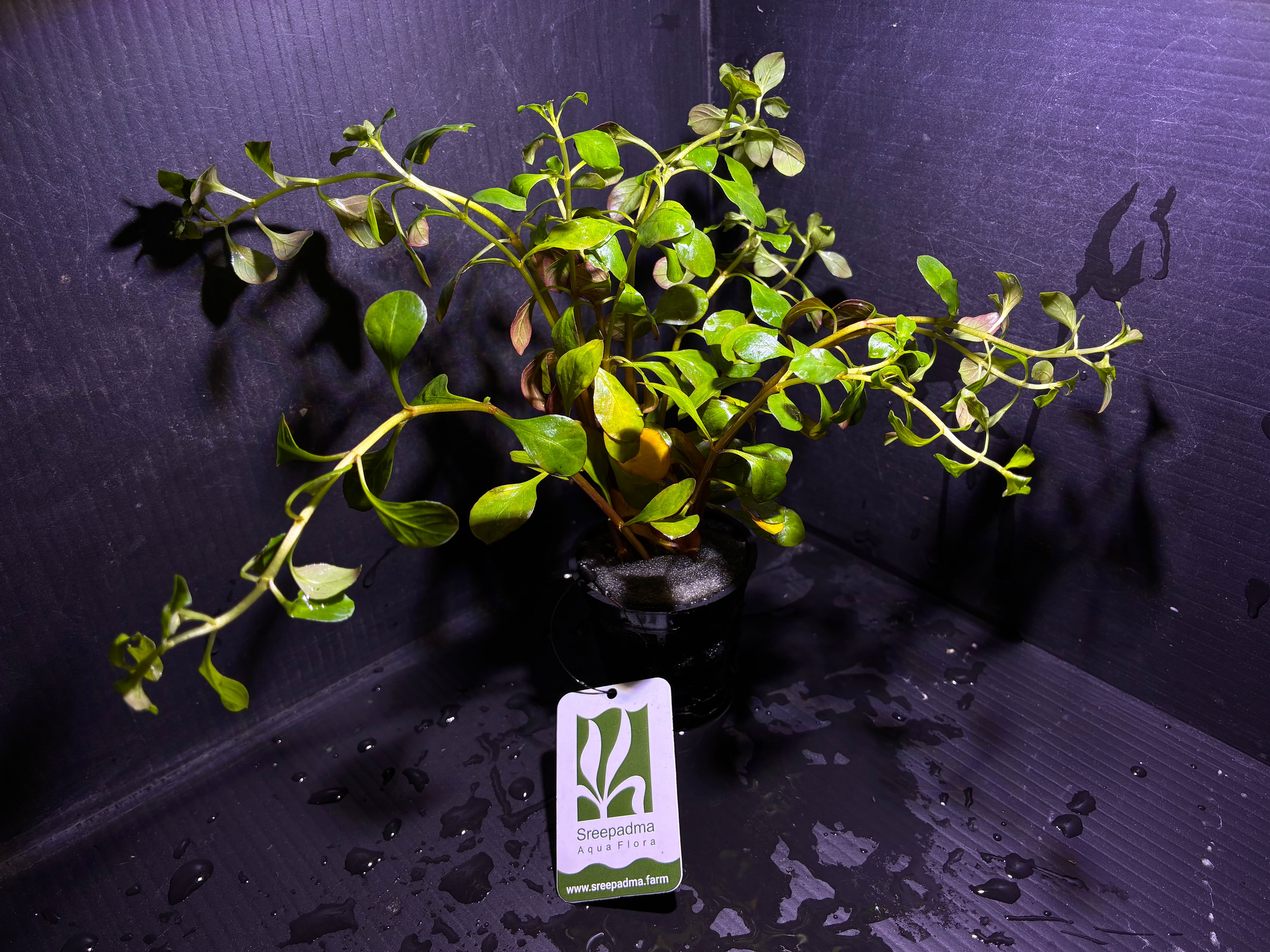 Bucephalandra sp. Upper pearl midnight blue original location【水