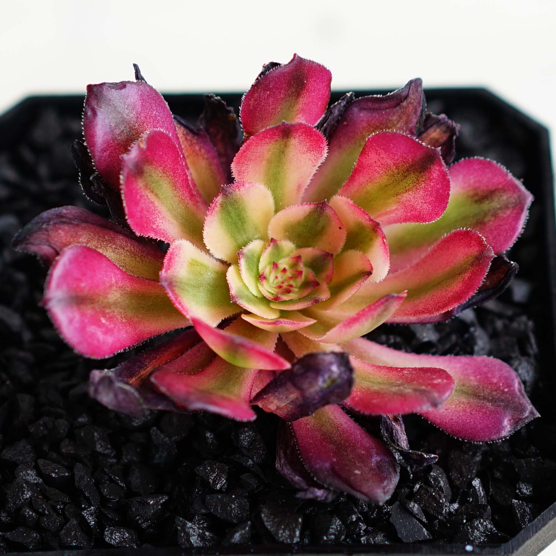 多肉植物^o^ 葉挿し赤ちゃん4種8コセット 多肉植物^o^ 葉挿し赤ちゃん4種8コセット