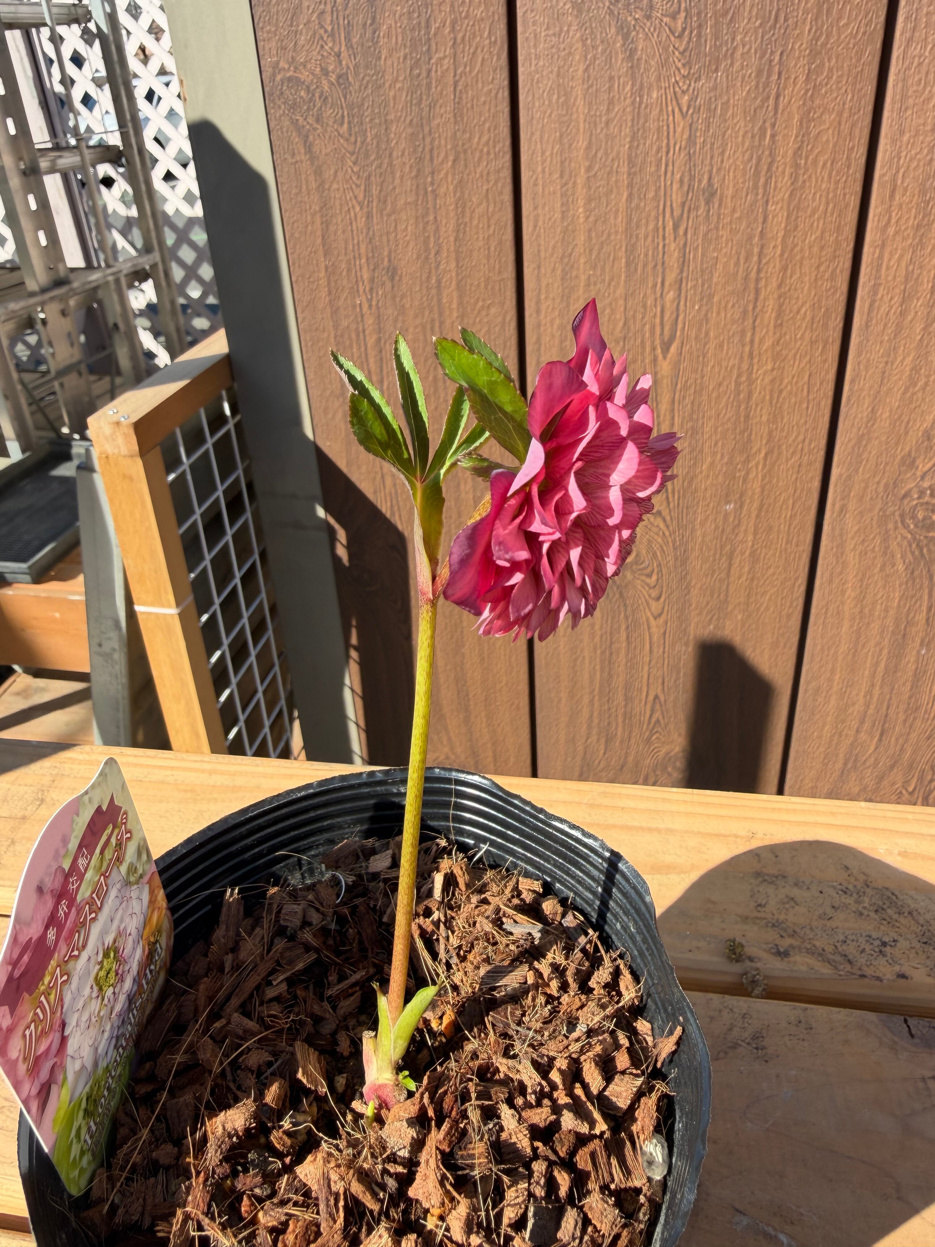 フル多弁化ピンクグラデーション超多弁 ※蕾無し特価 吉田園芸