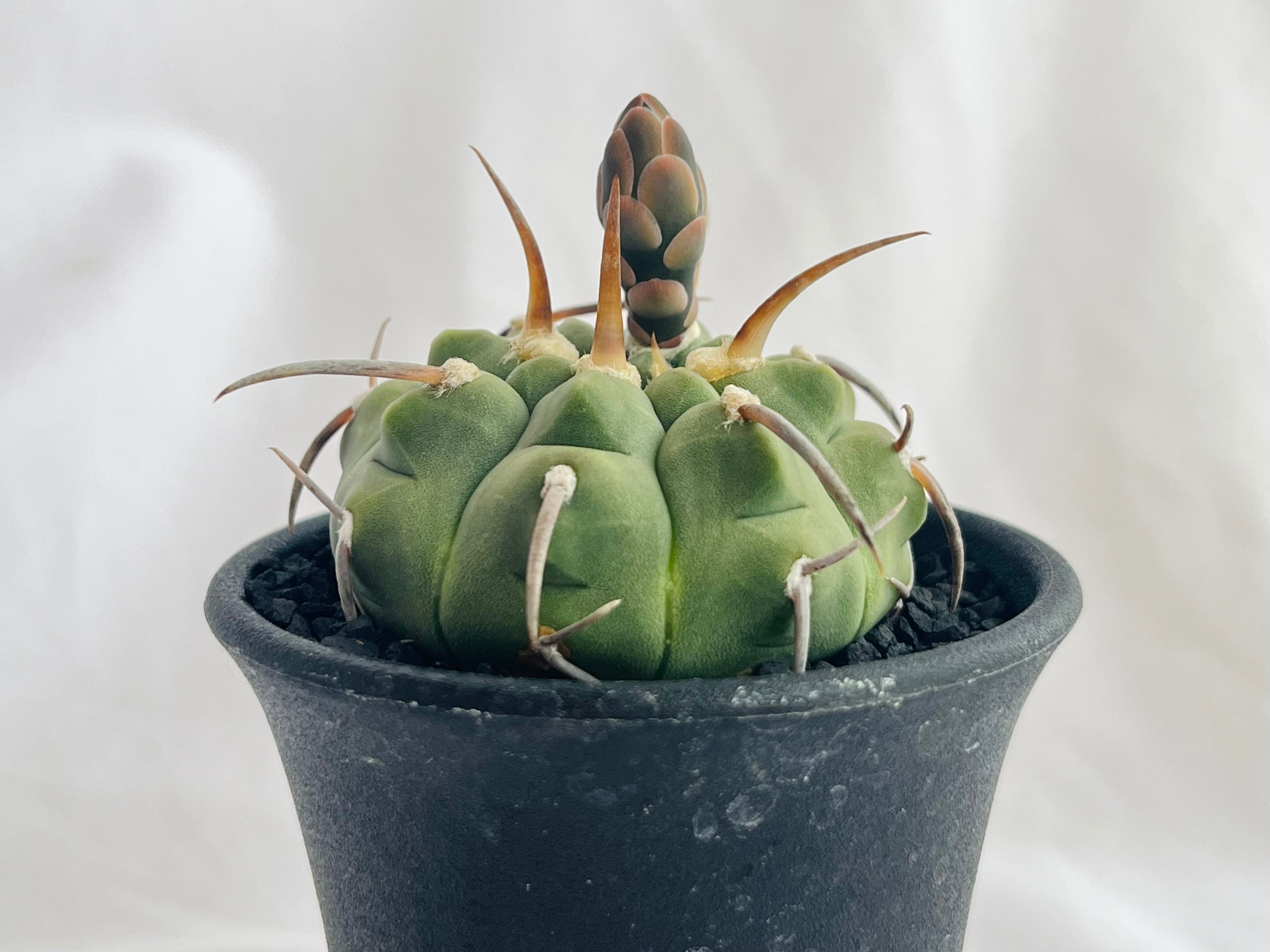 Gymnocalycium ギムノカリキュウム | plants MARU ー 多肉植物