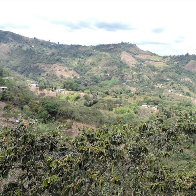 ◾️コロンビア　エル・グアモ　ジャスミン・オルドネス　１５０g