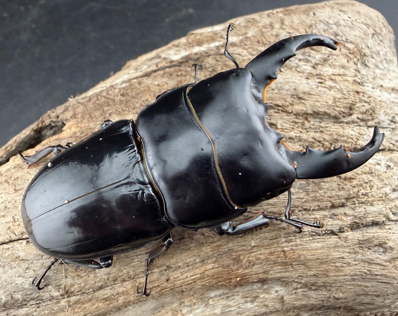 【WD】《ユーリケファルスヒラタ 69.5mm ペア》