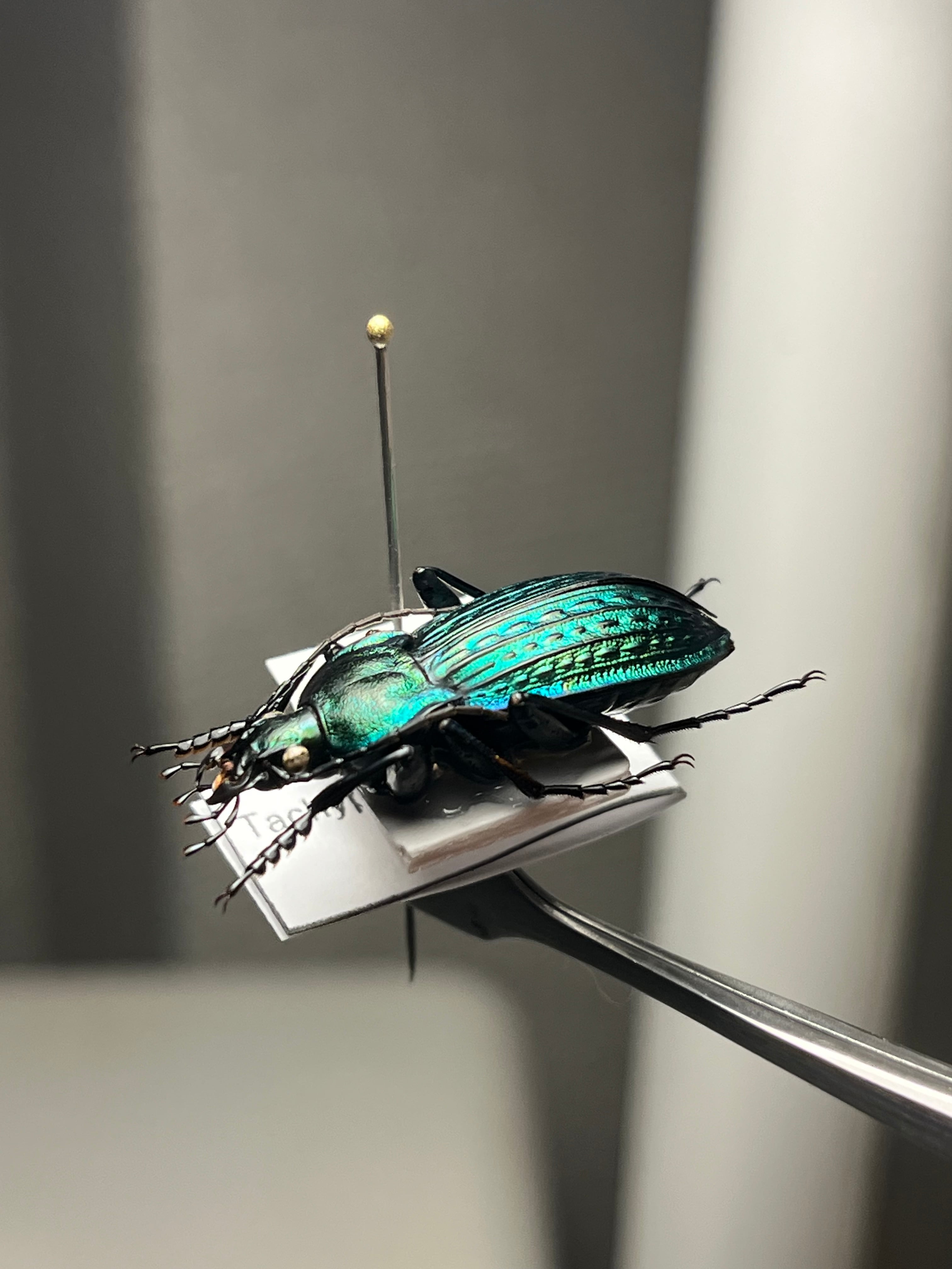29mm】コブスジキンイロオサムシ エリスカブリモドキ オサムシ標本