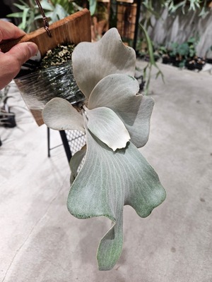 P.woot#9 Spore #17 Select 【artPLANTs/PLANTSGARAGE 】ビカクシダ/Platycerium