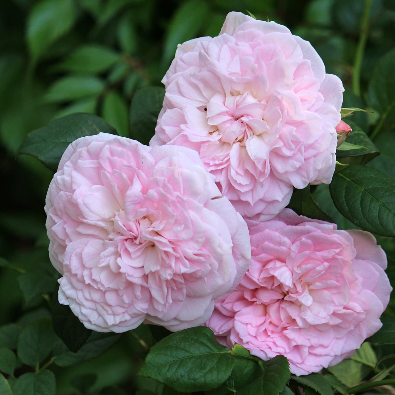 バラ大苗 ファルセット【大森プランツオリジナル】 ＜3月上旬発送商品