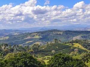 【豆のまま・デカフェ】 ブラジル産カルモデミナス中深煎り200g
