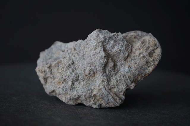 ハンガリー産貨幣石(有孔虫化石) Assilina sp. 1951