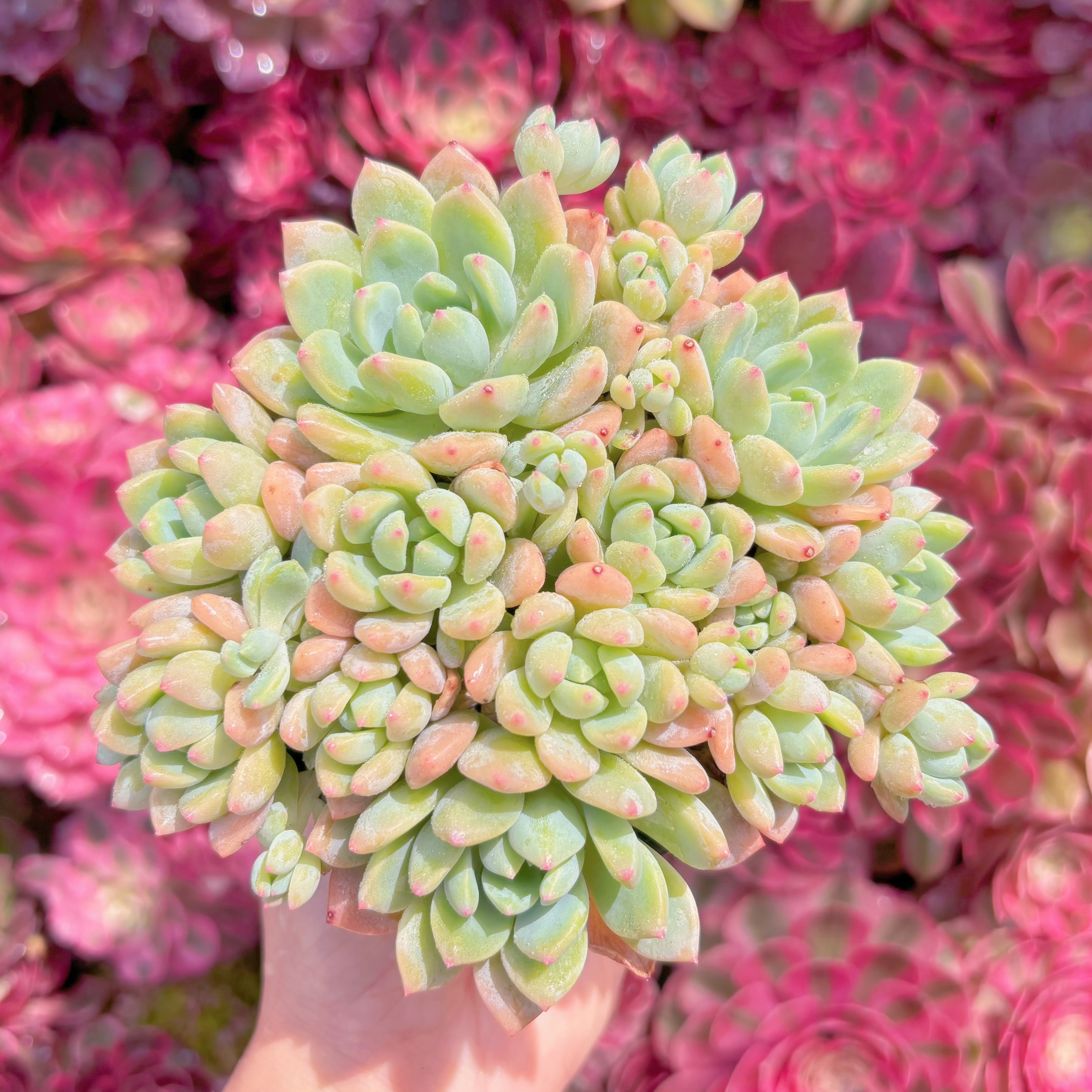 現品　プロリフェラxラウル#M238　群生　るる農園