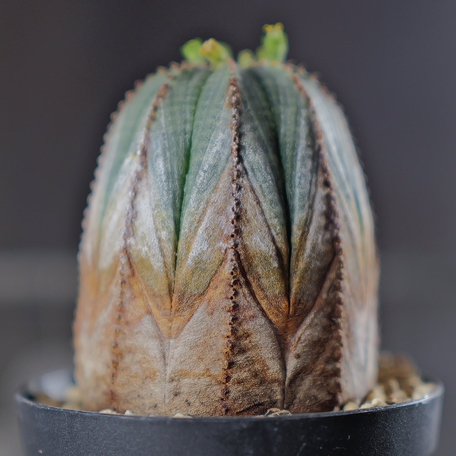 美模様 オベサ | LIGHTHOUSE.PLANTS - 海外実生株のオベサなど輸入植物