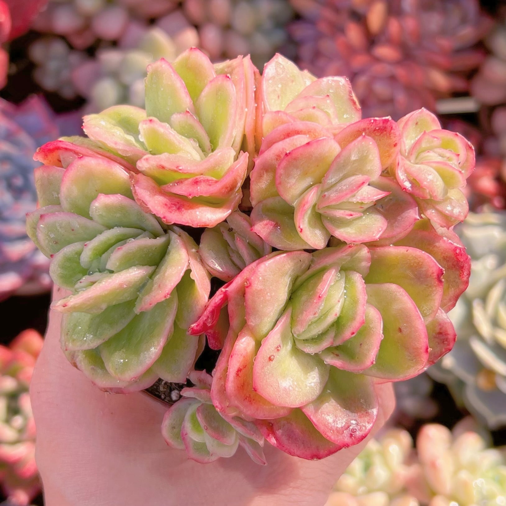 現品　アイスラブリーローズ錦#677    群生   るる農園