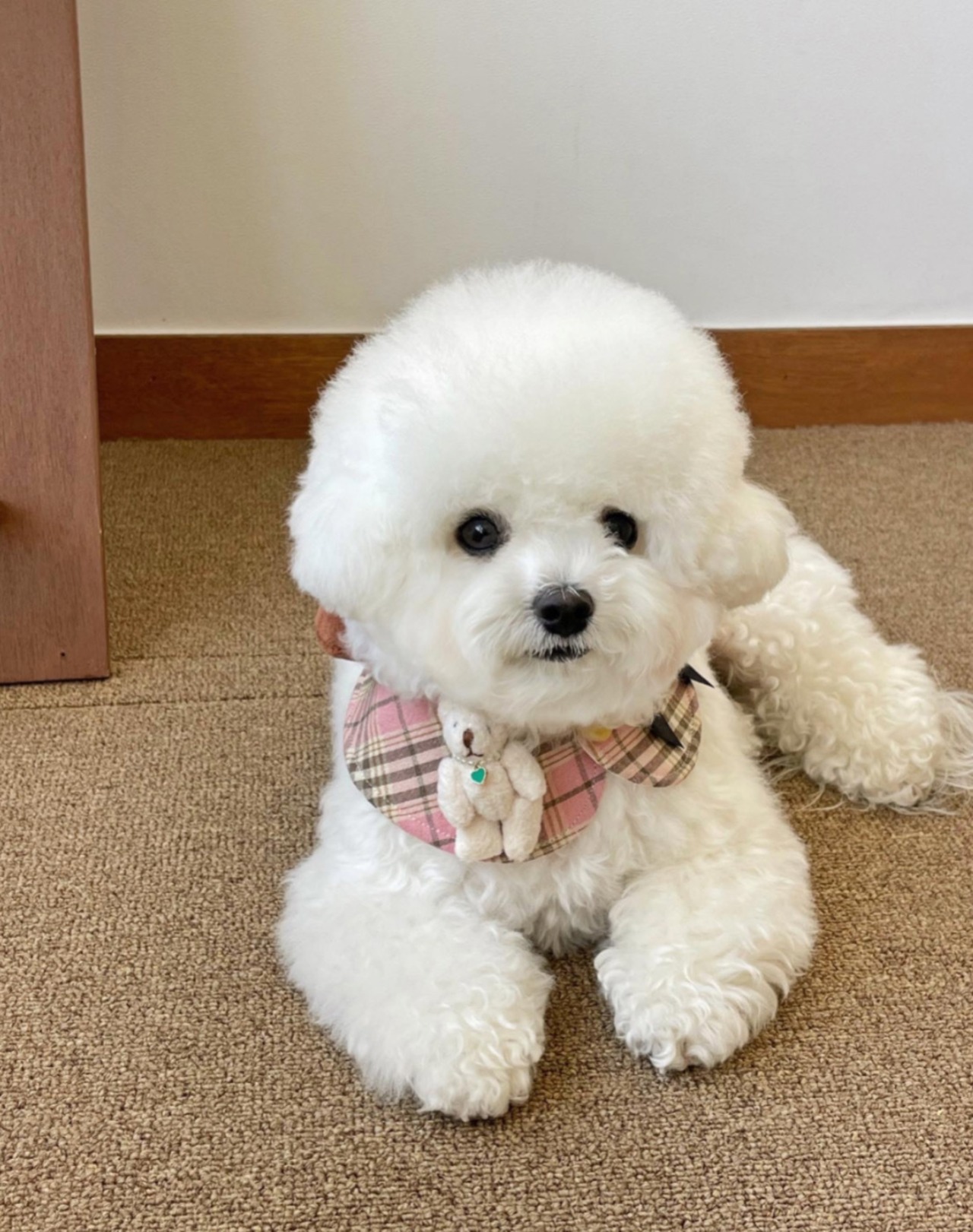 即納 【hugmemore】doricape  (pinksolt)