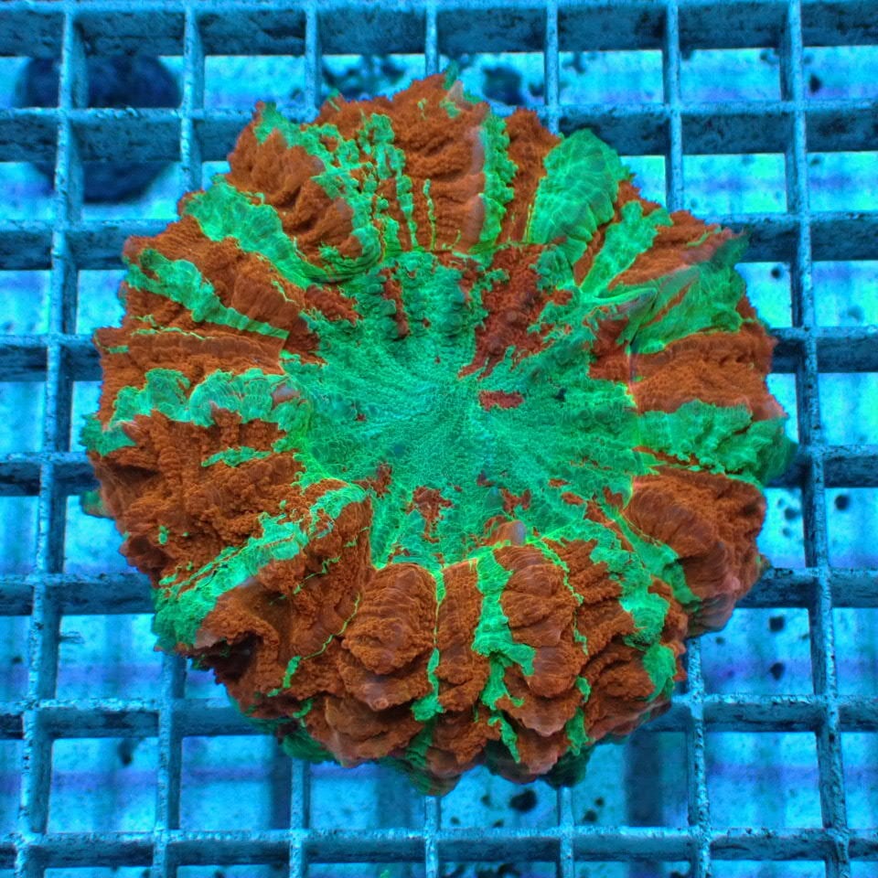 n346 アザミハナガタサンゴ | HOUSE REEF(ハウスリーフ)サンゴ・海水魚