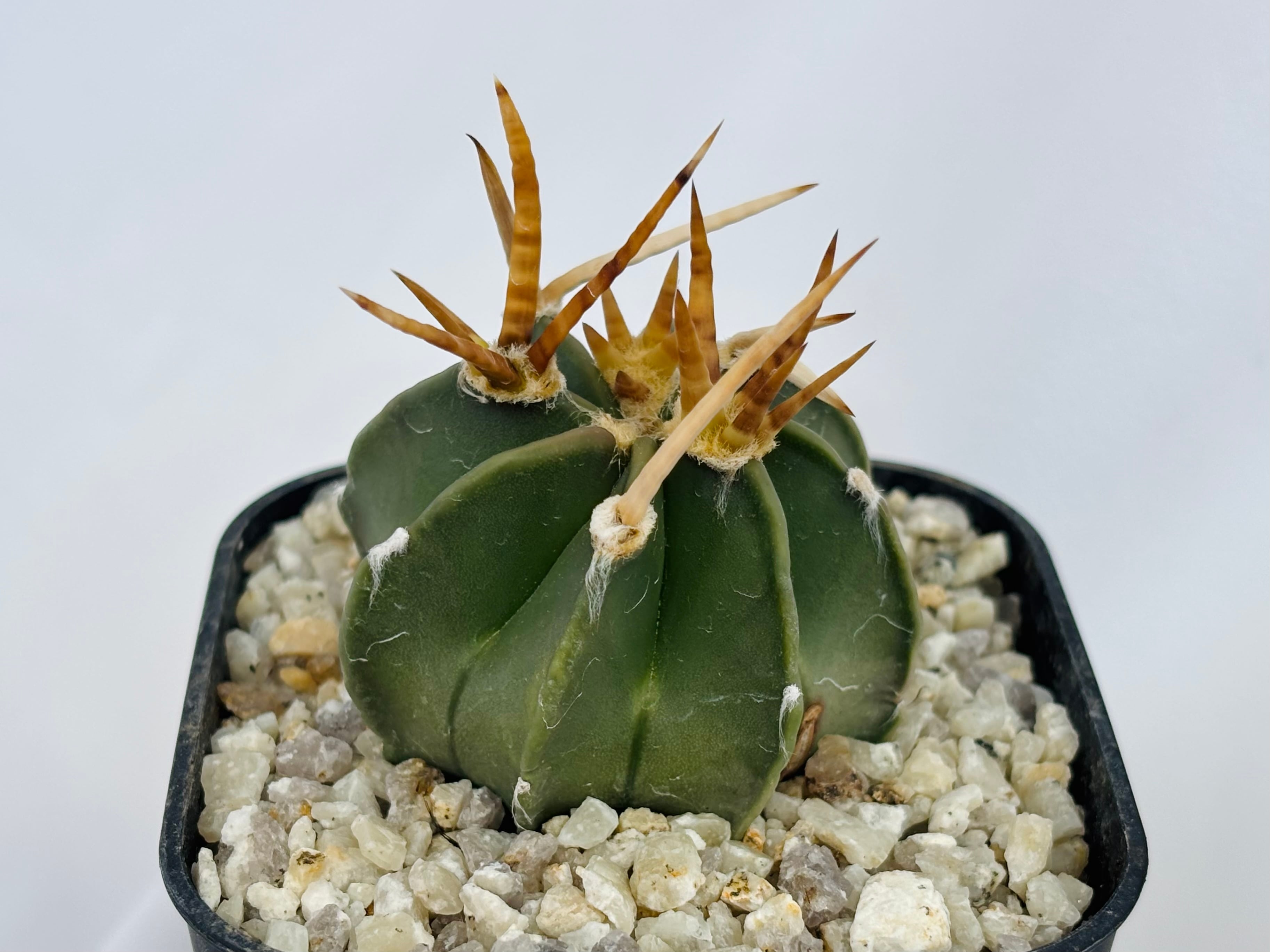 Astrophytum capricorne v. crassispinum アストロフィツム 水牛大鳳玉